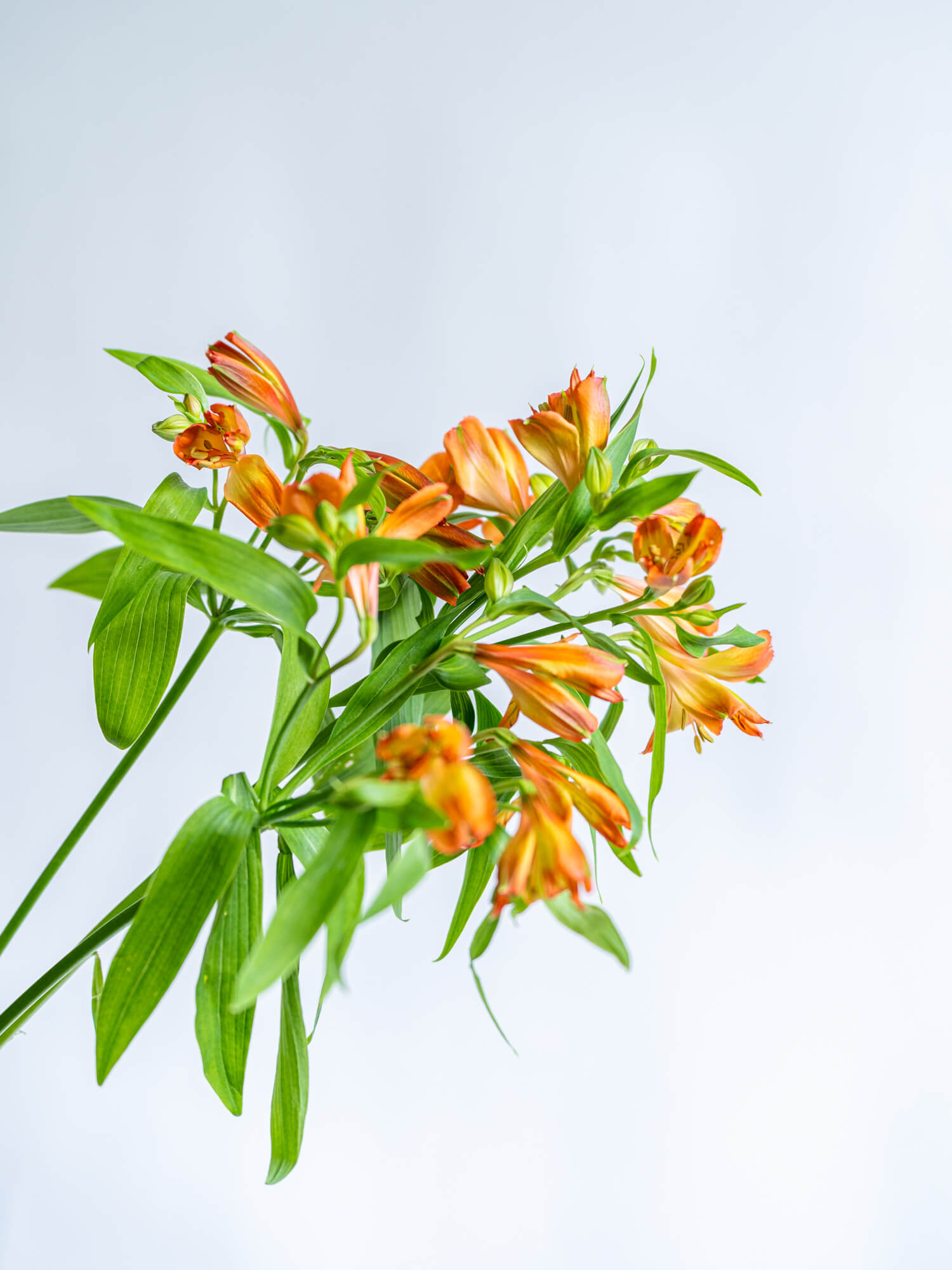 アルストロメリア （オレンジ） チロル｜ハナイチ｜花と植物、資材の