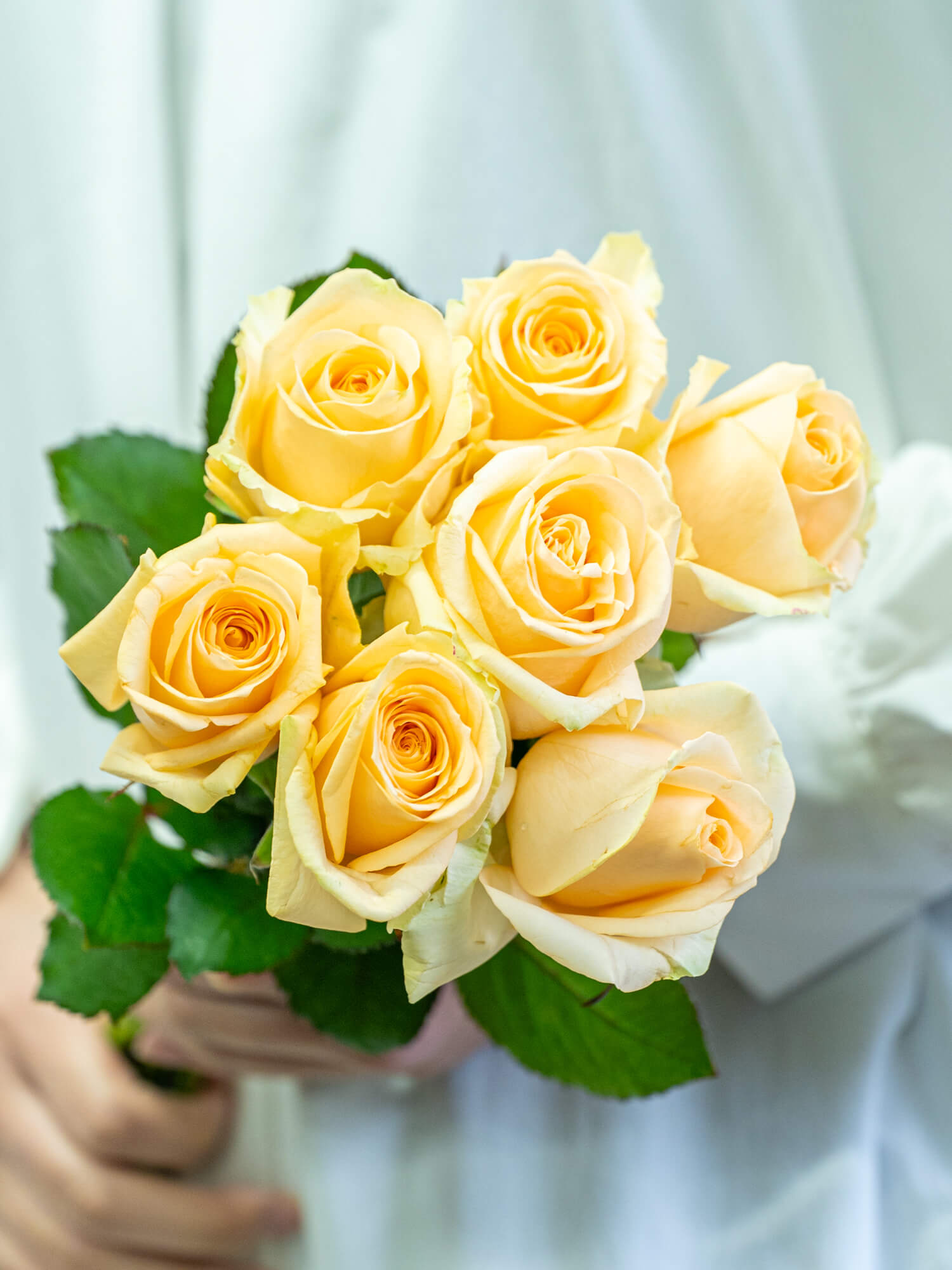 バラ （オレンジ） ピーチアバランチェ｜ハナイチ｜花と植物、資材の