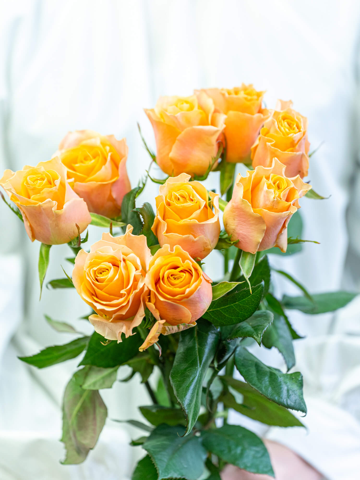 バラ （オレンジ） カルピデューム｜ハナイチ｜花と植物、資材の仕入れ