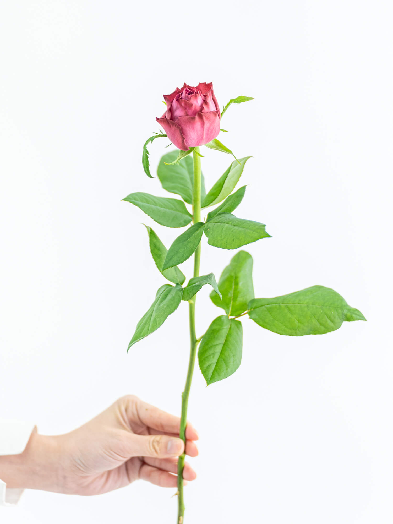 バラ（紫）ヤギパープル｜花の仕入れを簡単に。花材の卸通販｜ハナイチ