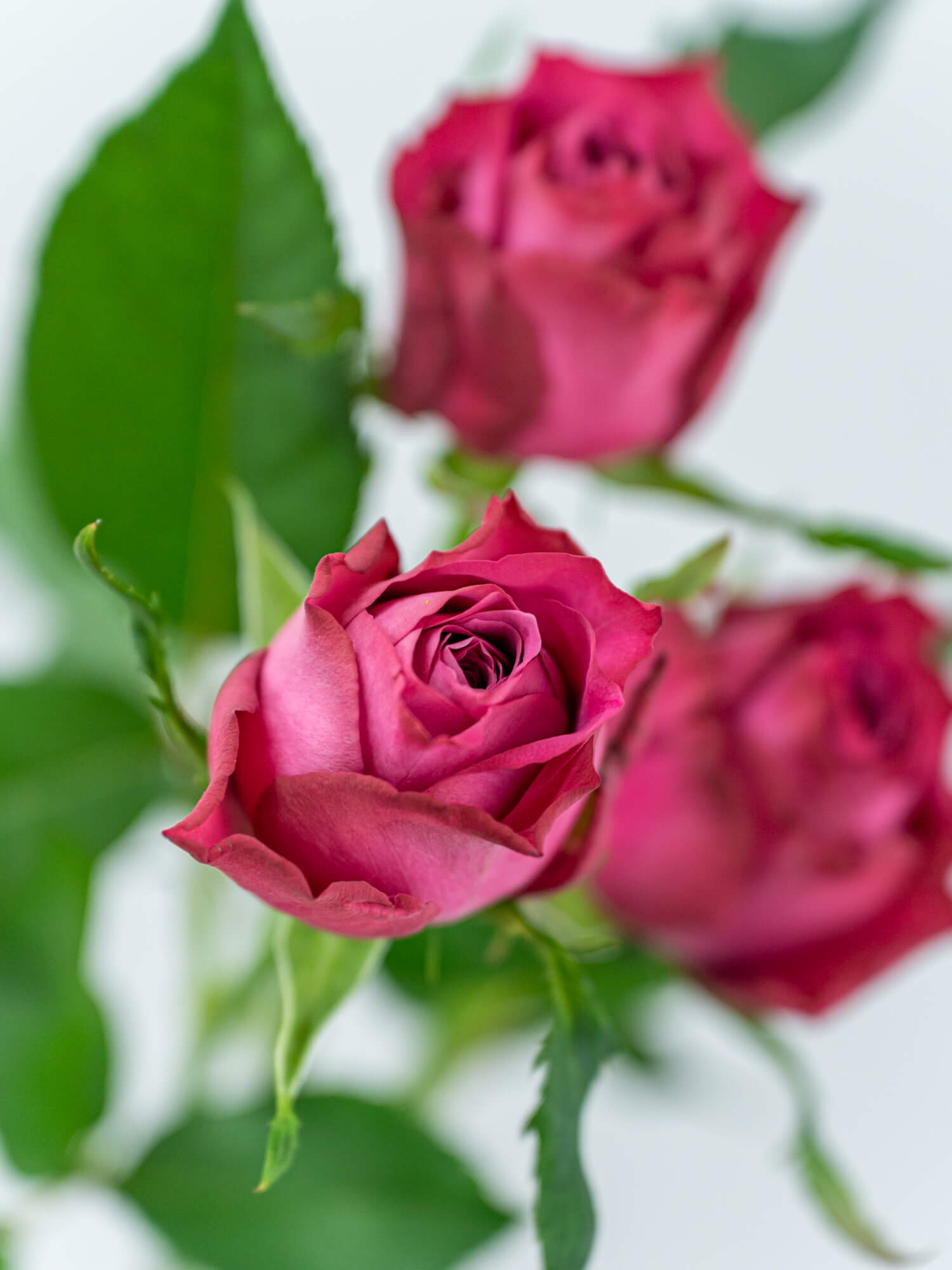 バラ（紫）ヤギパープル｜花の仕入れを簡単に。花材の卸通販｜ハナイチ