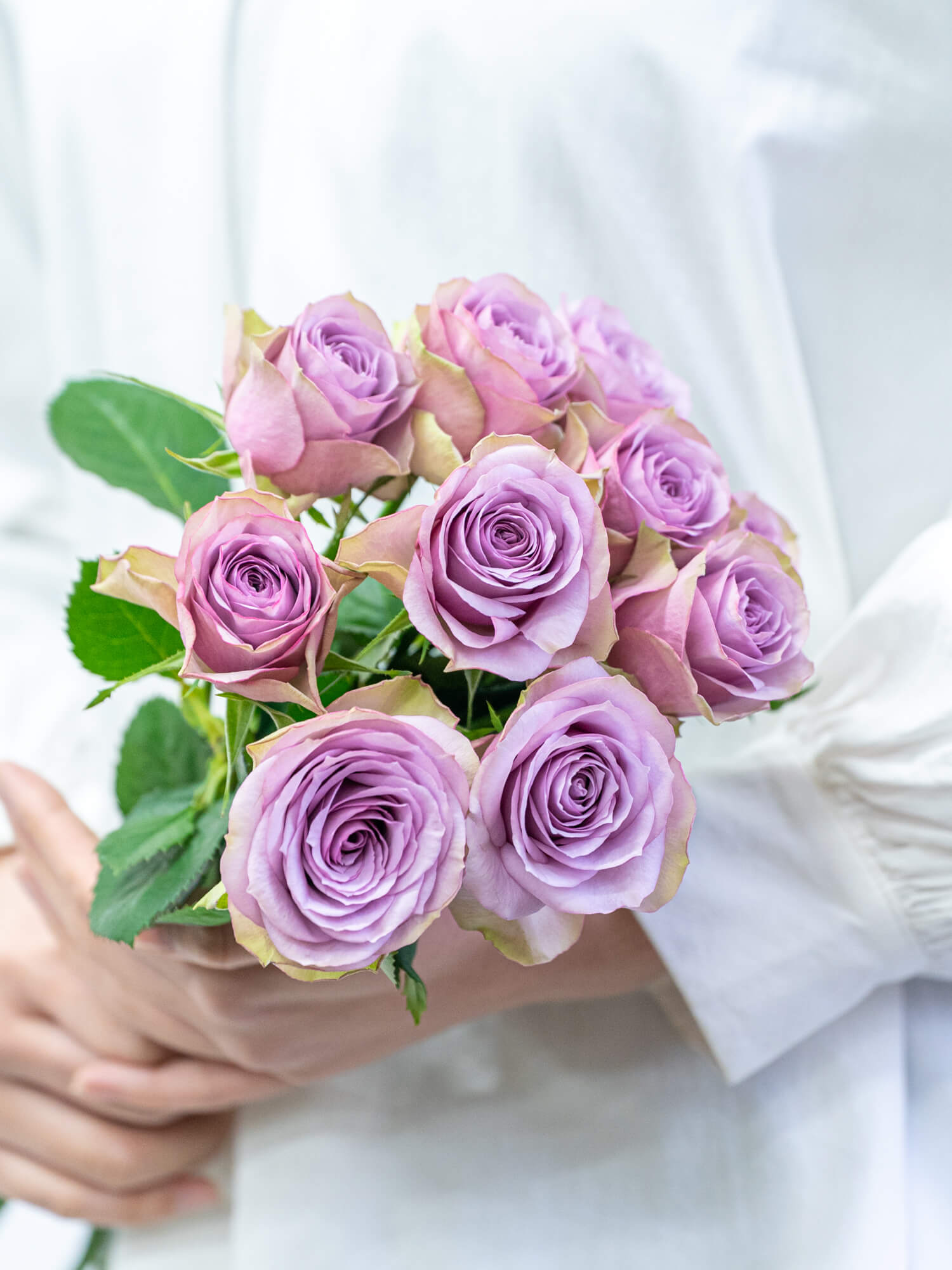 バラ （淡紫） ライラッククラシック｜ハナイチ｜花と植物、資材の