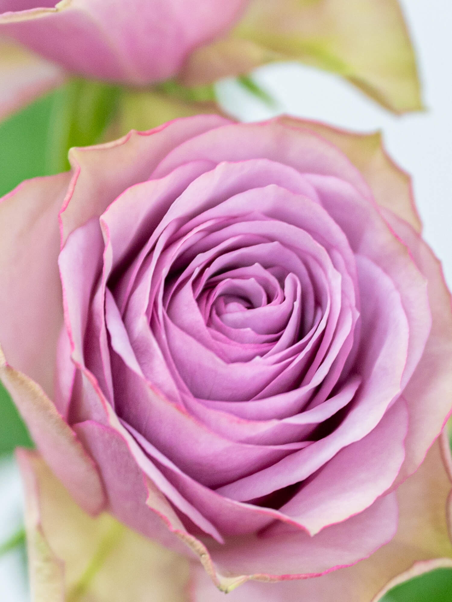 バラ （淡紫） ライラッククラシック｜ハナイチ｜花と植物、資材の