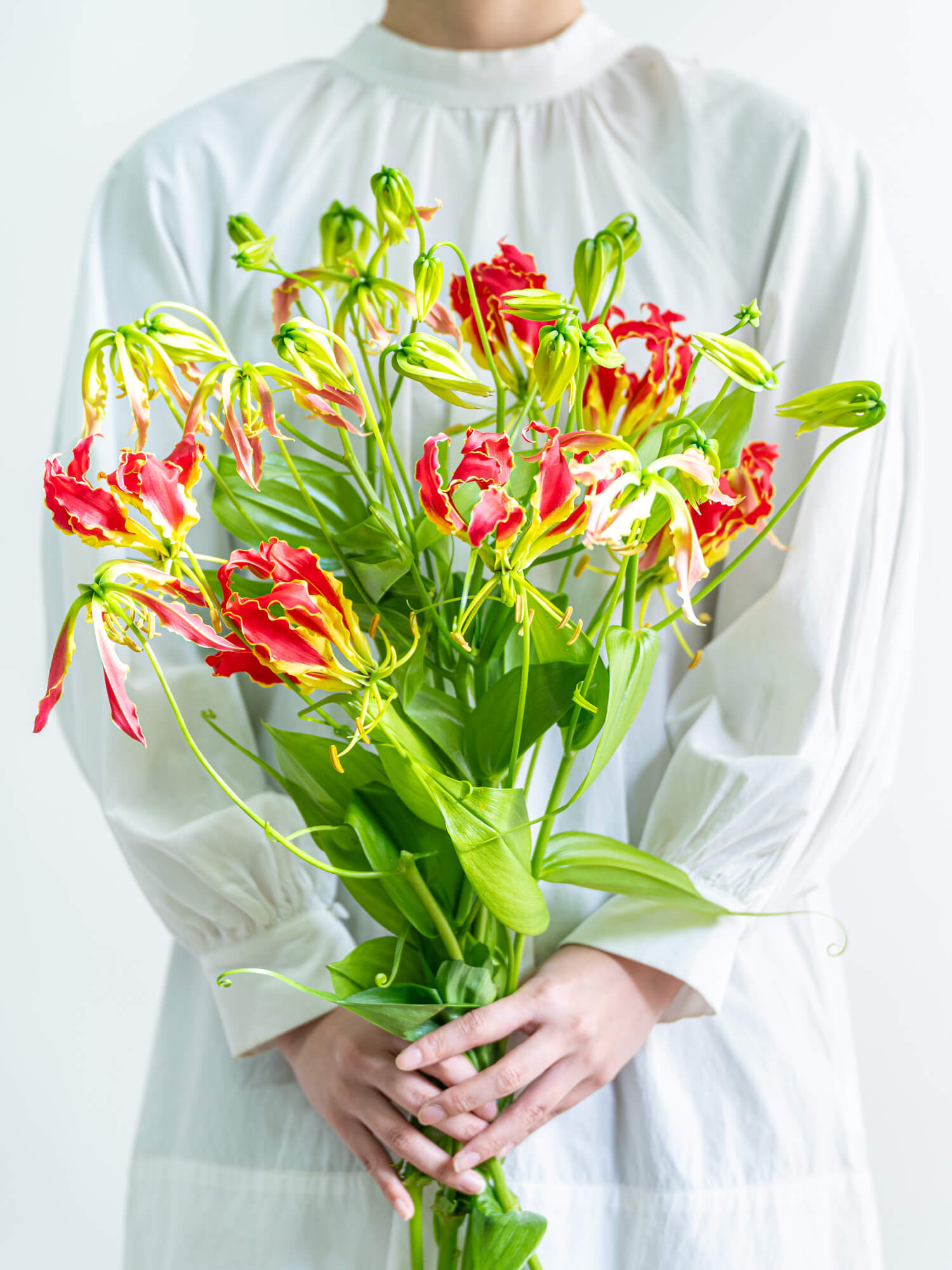 散斑入りグロリオサ 園芸ネット本店｜ユッカ：グロリオサ バリエガータ（斑入り）5号ポット