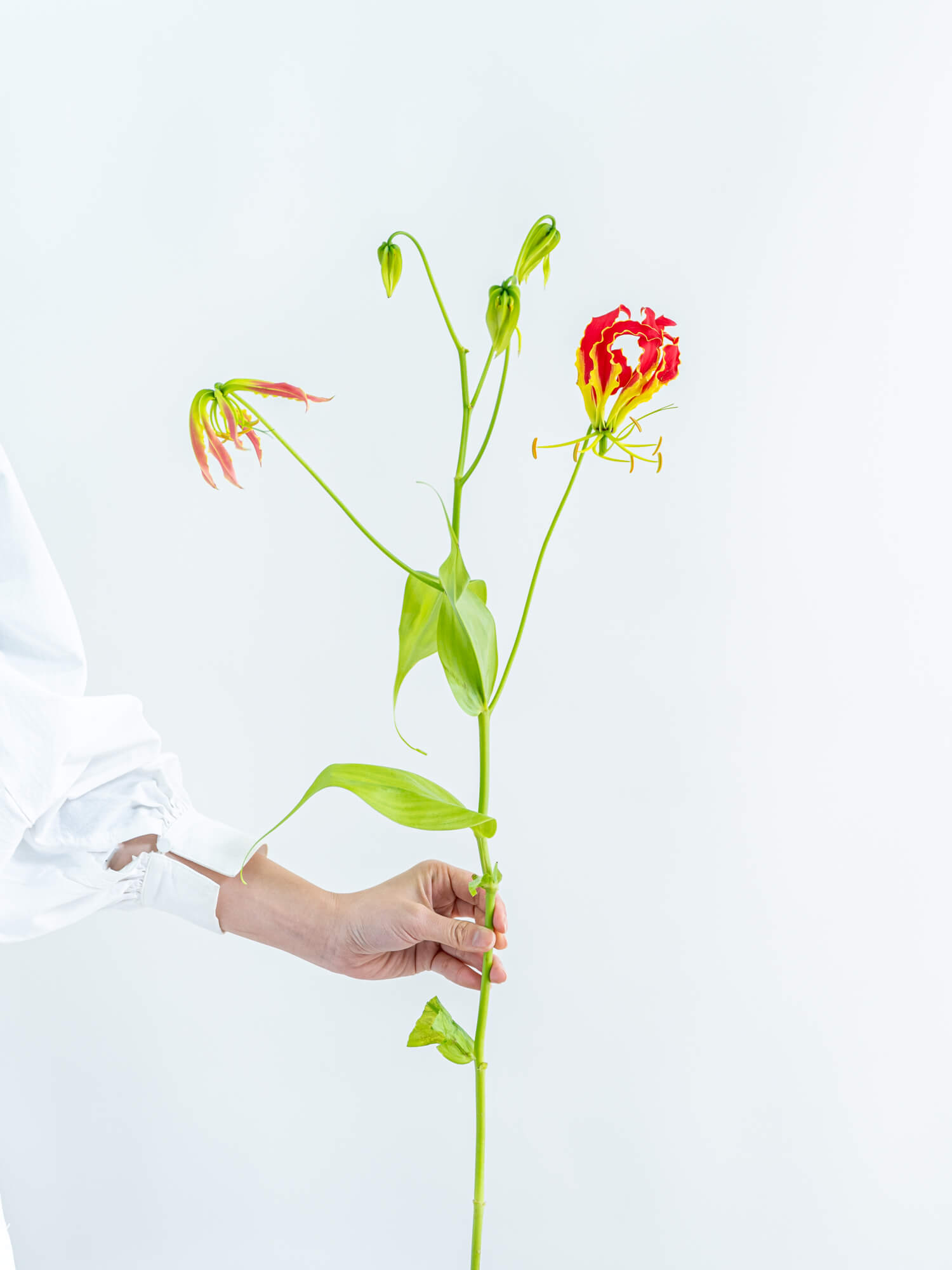 グロリオサ （赤） サザンウィンド｜ハナイチ｜花と植物、資材の仕入れ