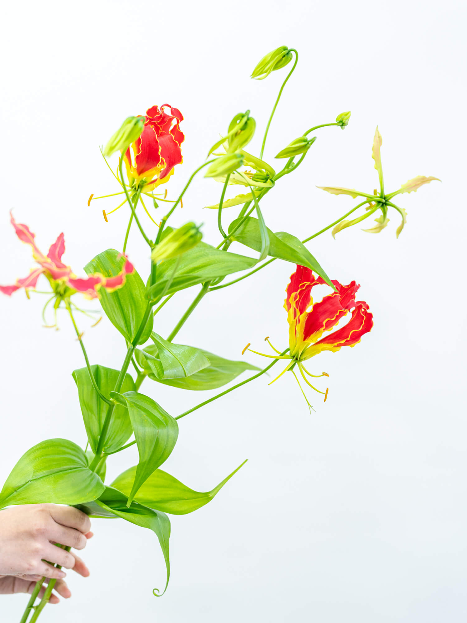 グロリオサ（赤）サザンウィンド｜花の仕入れを簡単に。花材の卸通販