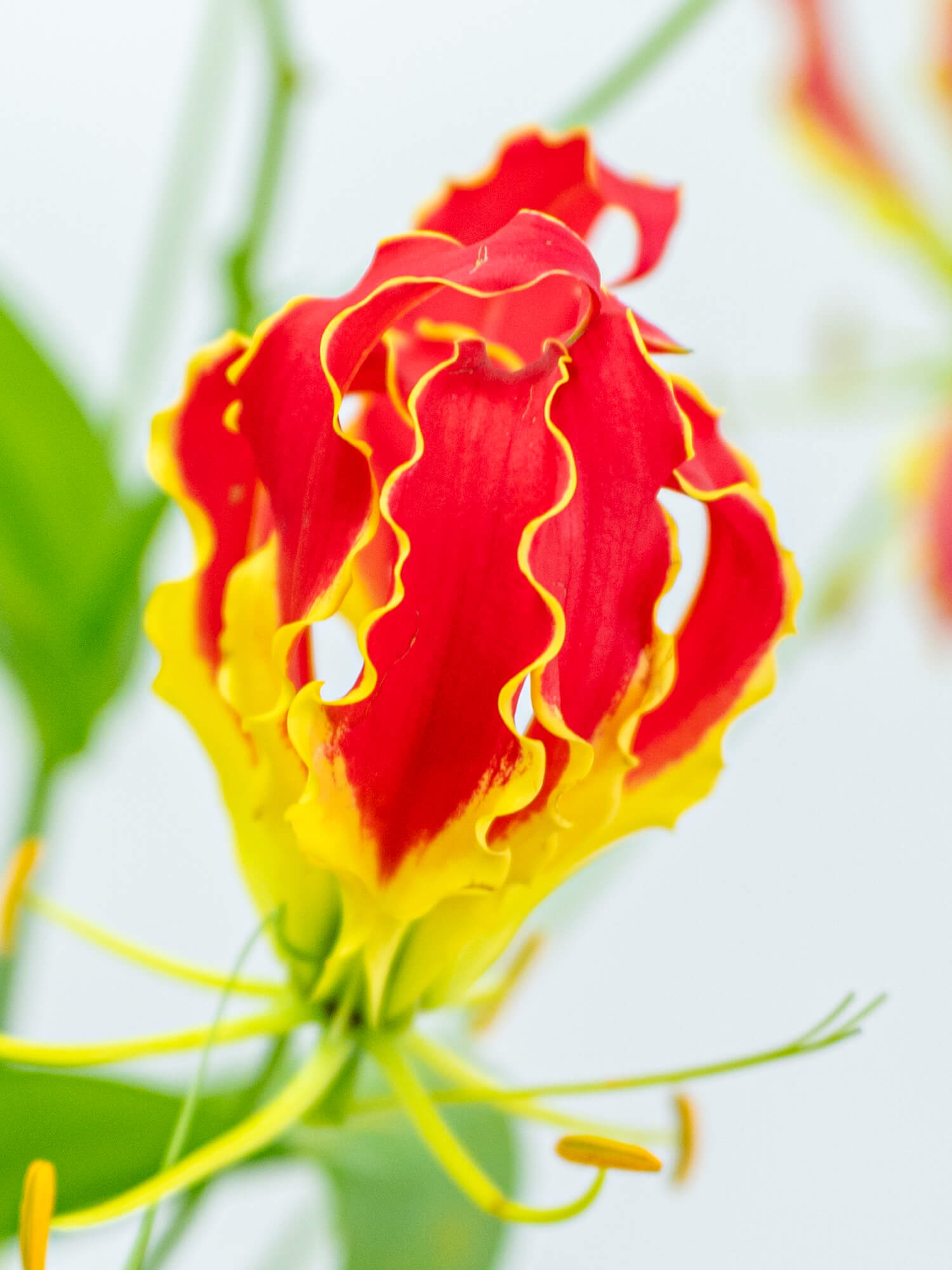 グロリオサ（赤）サザンウィンド｜花の仕入れを簡単に。花材の卸通販