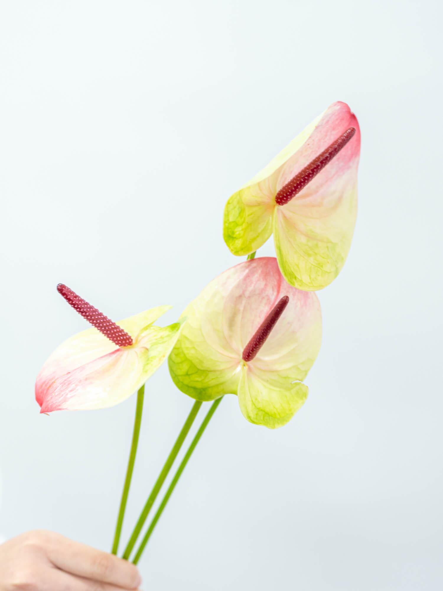 【HS】アンスリウム　斑入り Anthurium 