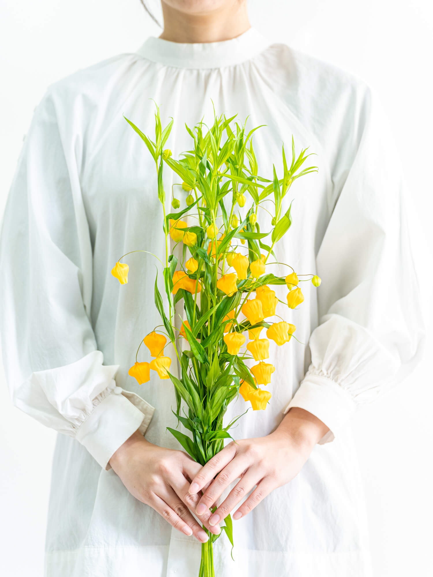 サンダーソニア （オレンジ） オレンジ｜ハナイチ｜花と植物