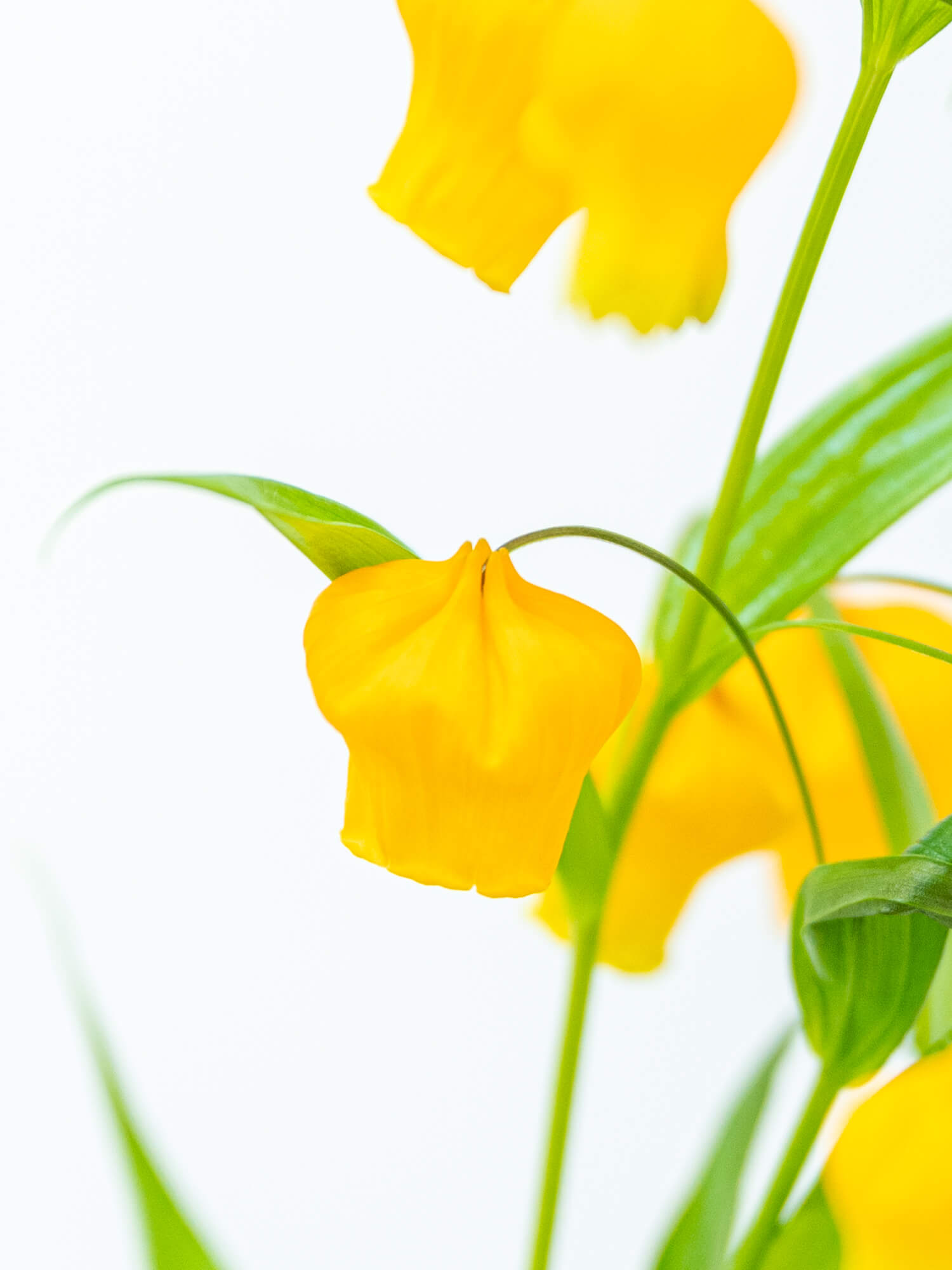 サンダーソニア （オレンジ） オレンジ｜ハナイチ｜花と植物