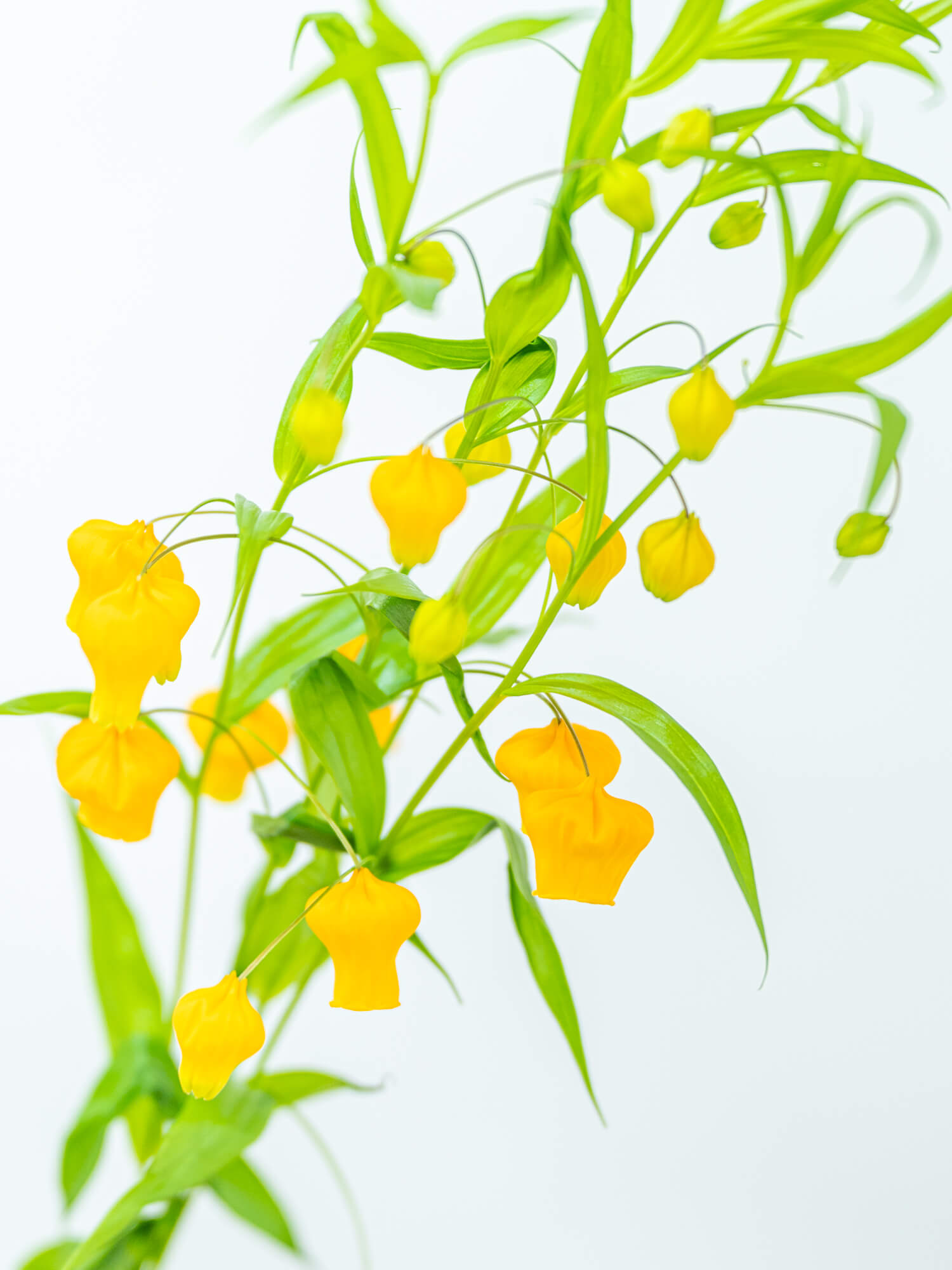 サンダーソニア （オレンジ） オレンジ｜ハナイチ｜花と植物