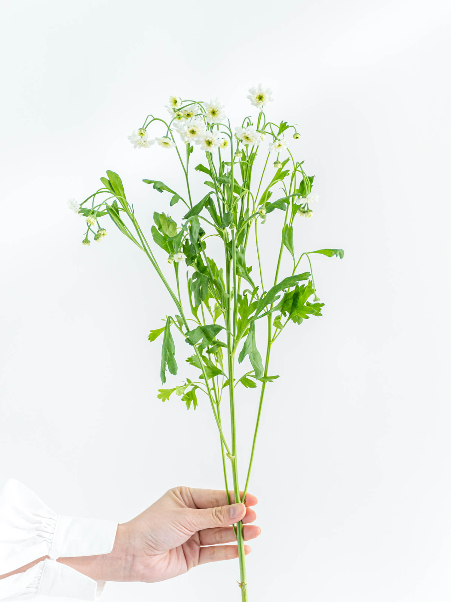 マトリカリア （白） ダブルラテ｜ハナイチ｜花と植物、資材の仕入れサイト