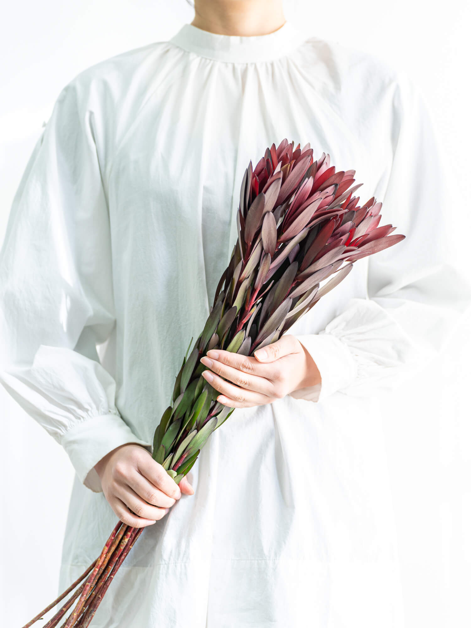 リューカデンドロン （赤） サファリサンセット｜ハナイチ｜花と植物