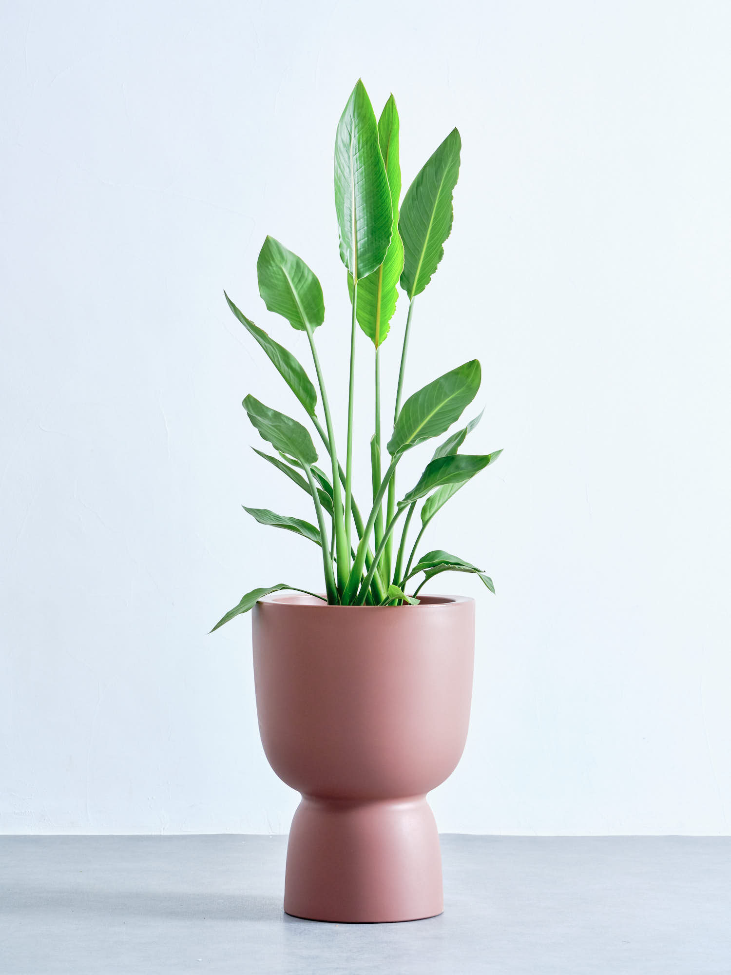 鉢カバー L elho pure coupe35 ロージーブラウン｜花の仕入れを簡単に
