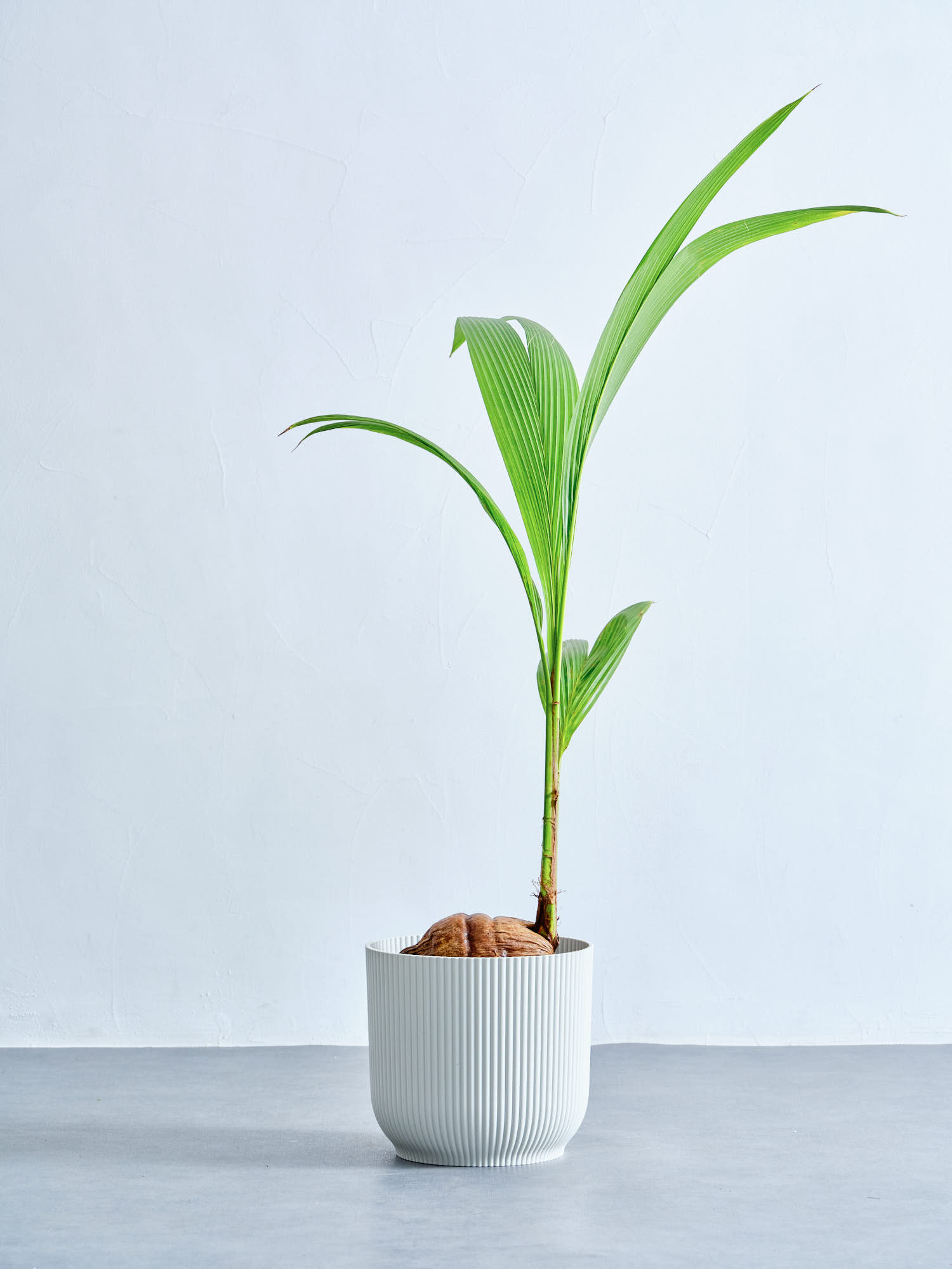 鉢カバー M elho vibes round25 ピンク｜ハナイチ｜花と植物、資材の