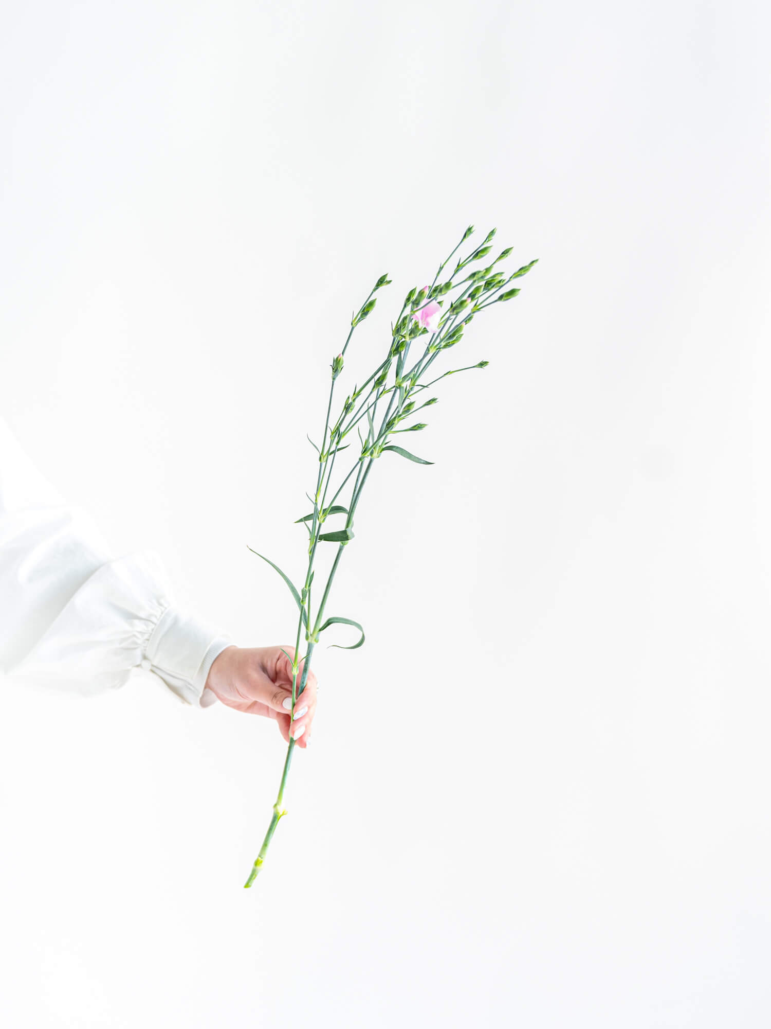 ナデシコ（淡ピンク）ソネットハーティ｜ハナイチ｜花と植物、資材の