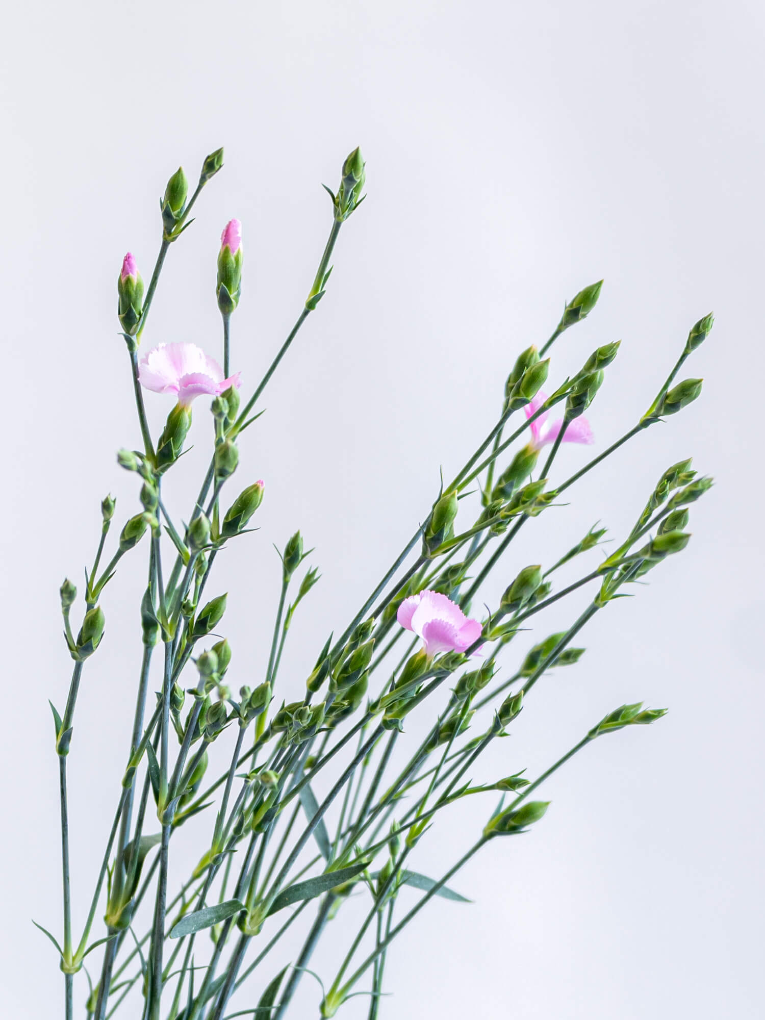 ミニなでしことソニア ナデシコ（淡ピンク）ソネットハーティ｜ハナイチ｜花と植物、資材の