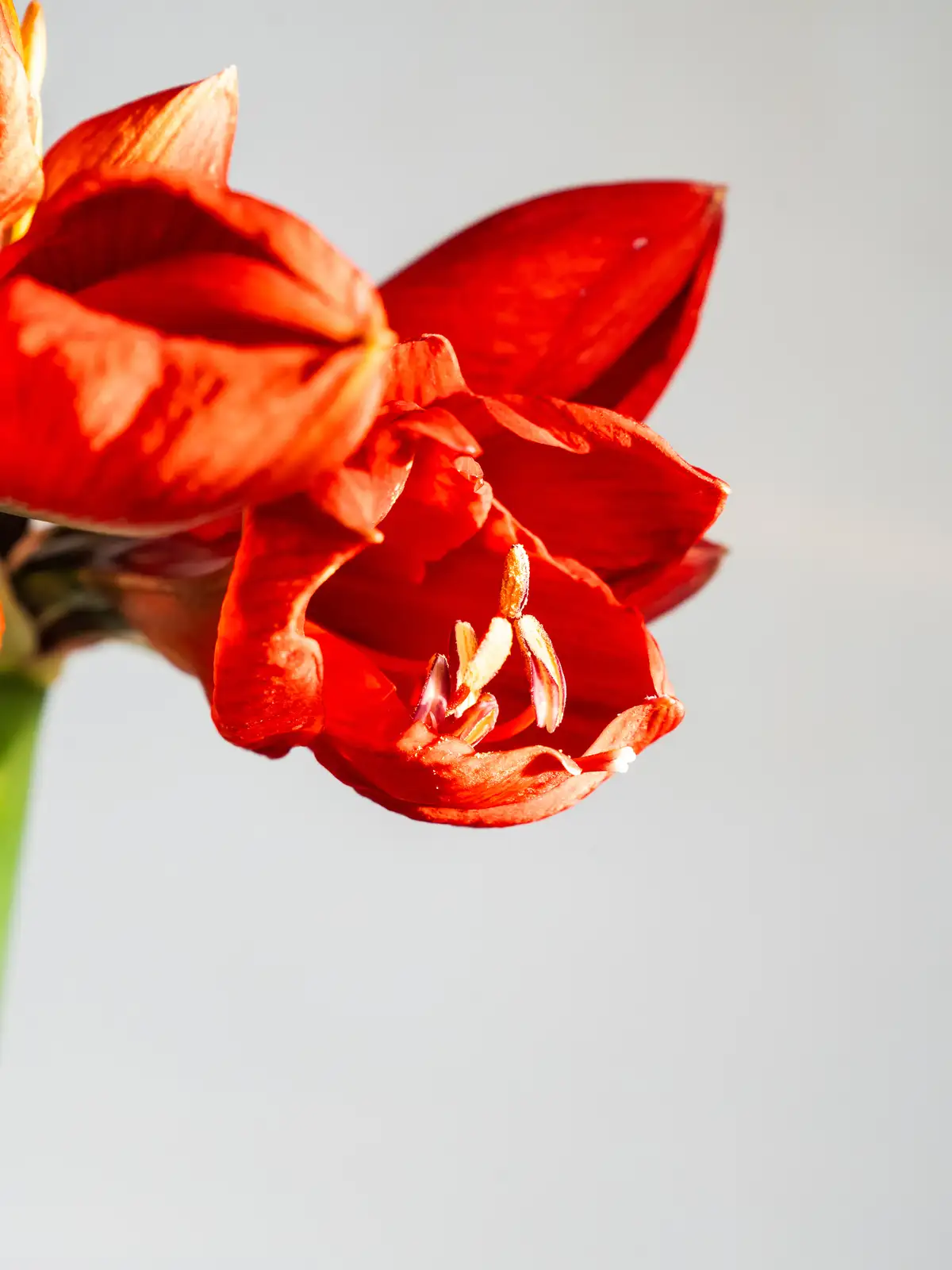 アマリリス（赤）レッドライオン｜ハナイチ｜花と植物、資材の仕入れサイト