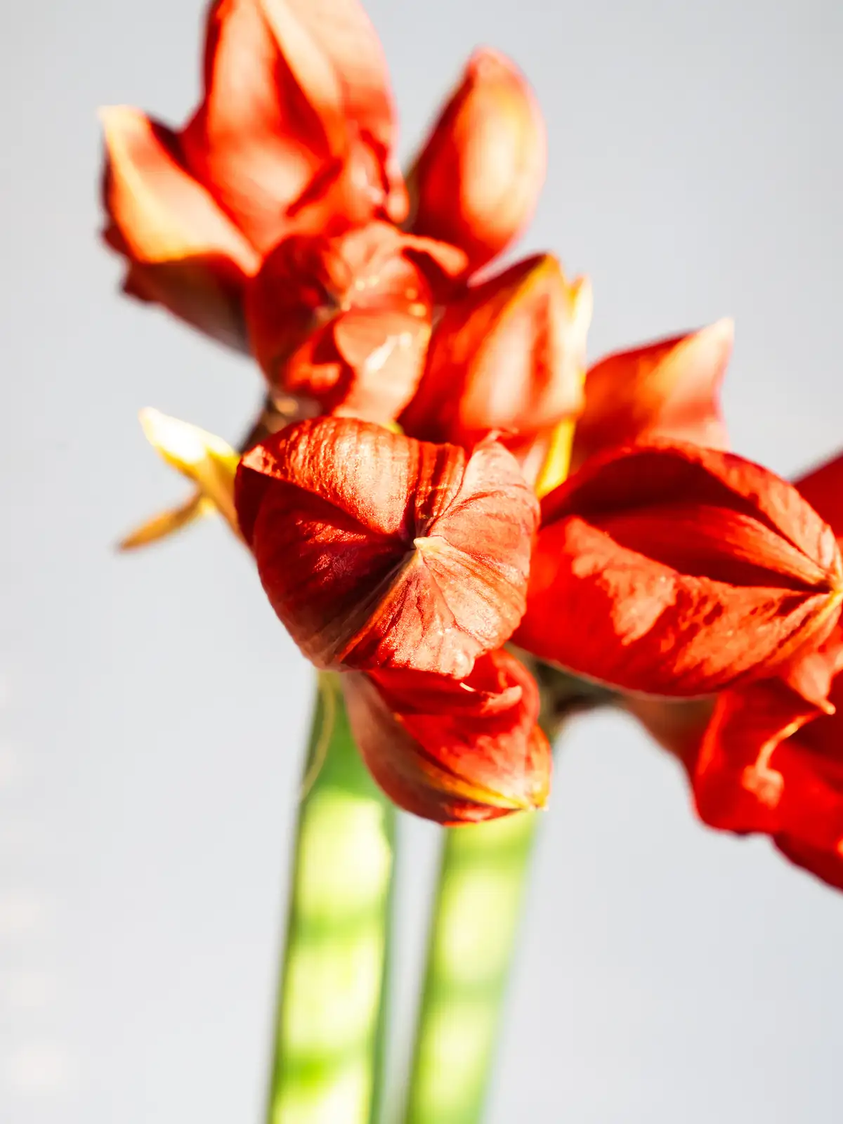 アマリリス（赤）レッドライオン｜ハナイチ｜花と植物、資材の仕入れサイト