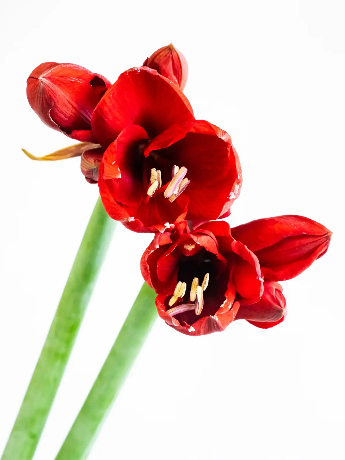 アマリリス（赤）レッドライオン｜ハナイチ｜花と植物、資材の仕入れサイト