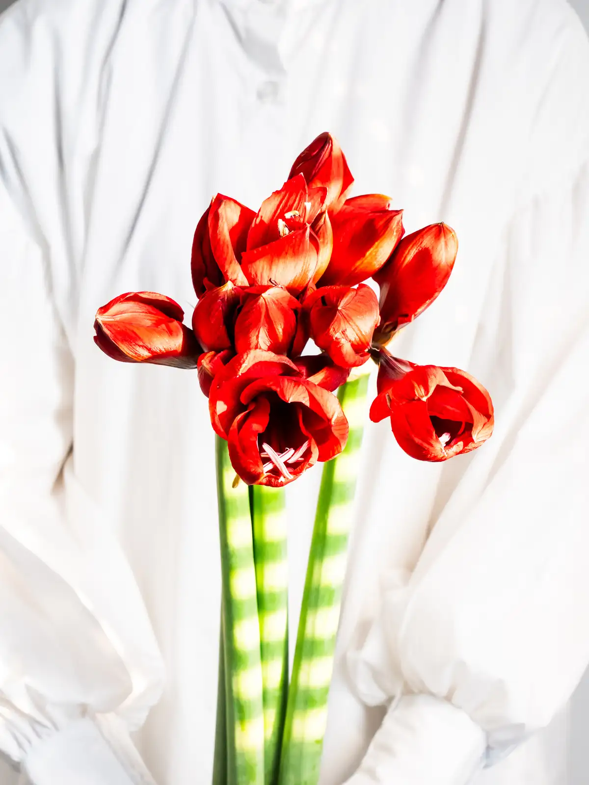 アマリリス 赤 アマリリス（赤）レッドライオン｜ハナイチ｜花と植物、資材の仕入れサイト