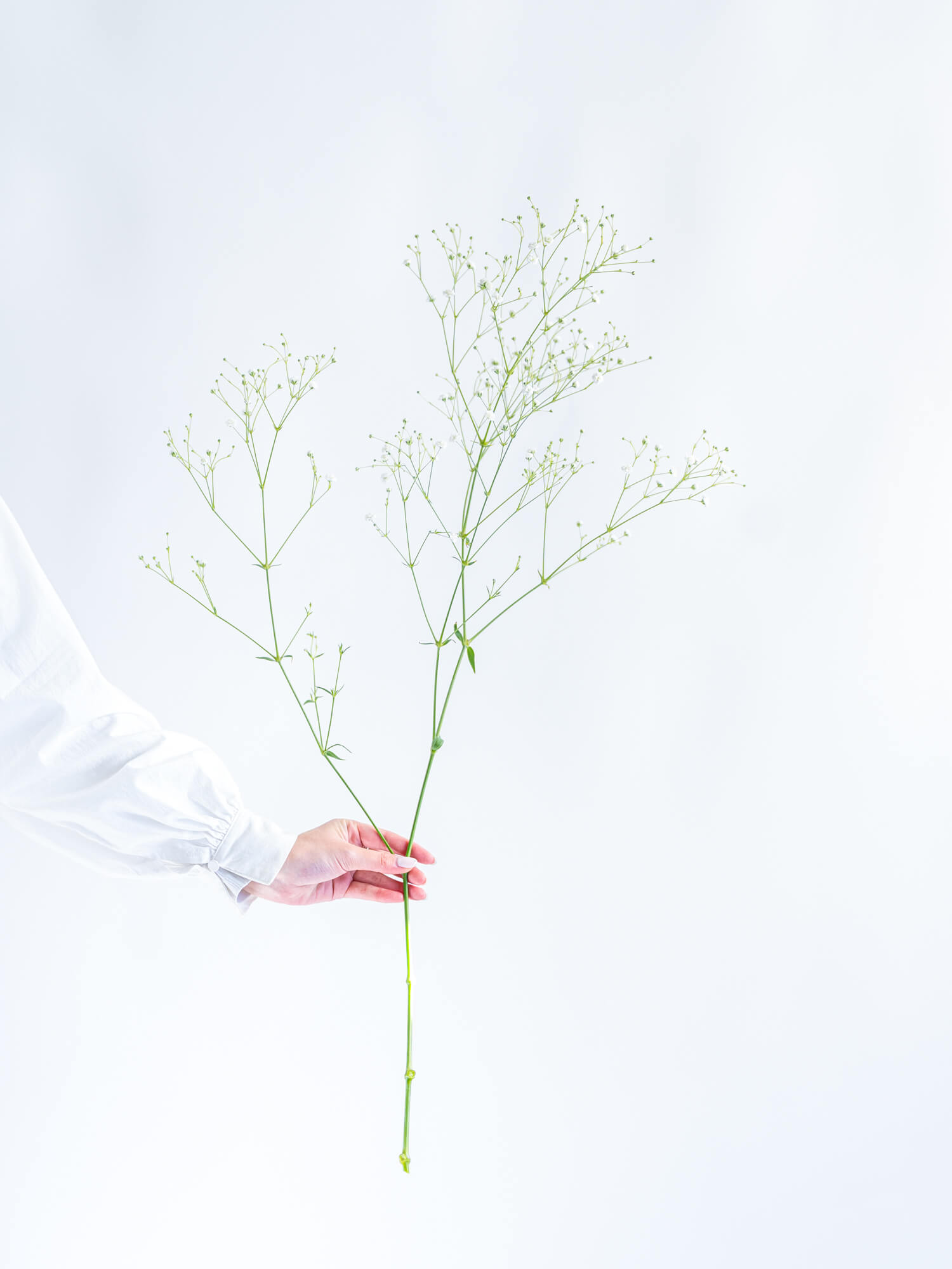 カスミソウ（白）ベールスター｜ハナイチ｜花と植物、資材の