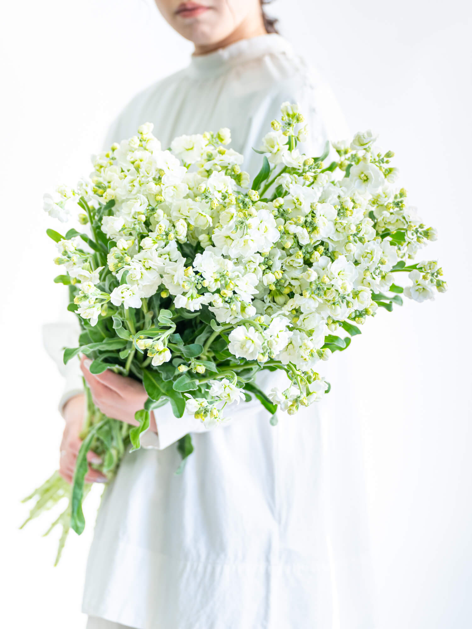 ストックSP（白）ストック白｜花の仕入れを簡単に。花材の卸通販｜ハナイチ