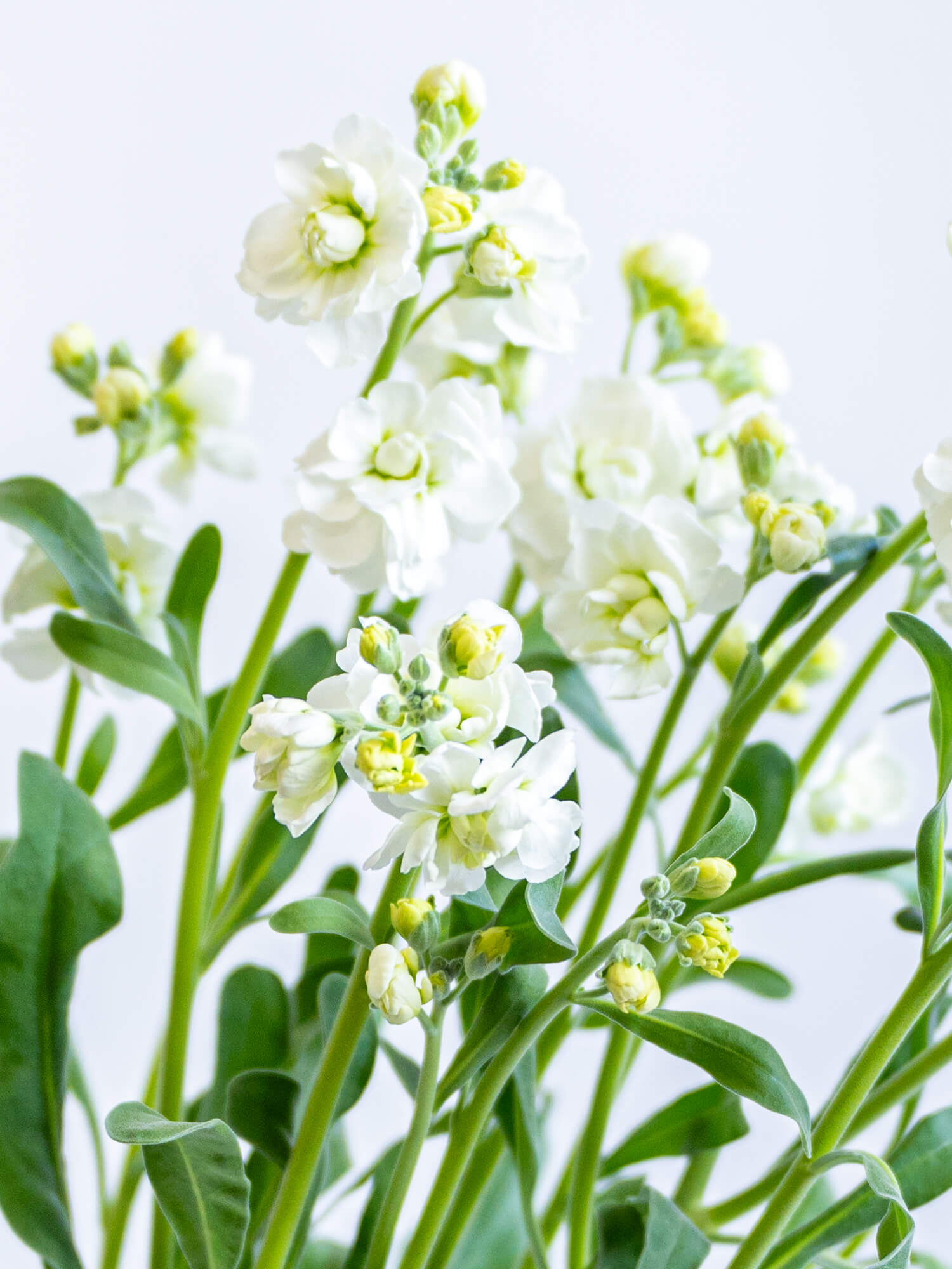 ストックSP（白）ストック白｜花の仕入れを簡単に。花材の卸通販｜ハナイチ