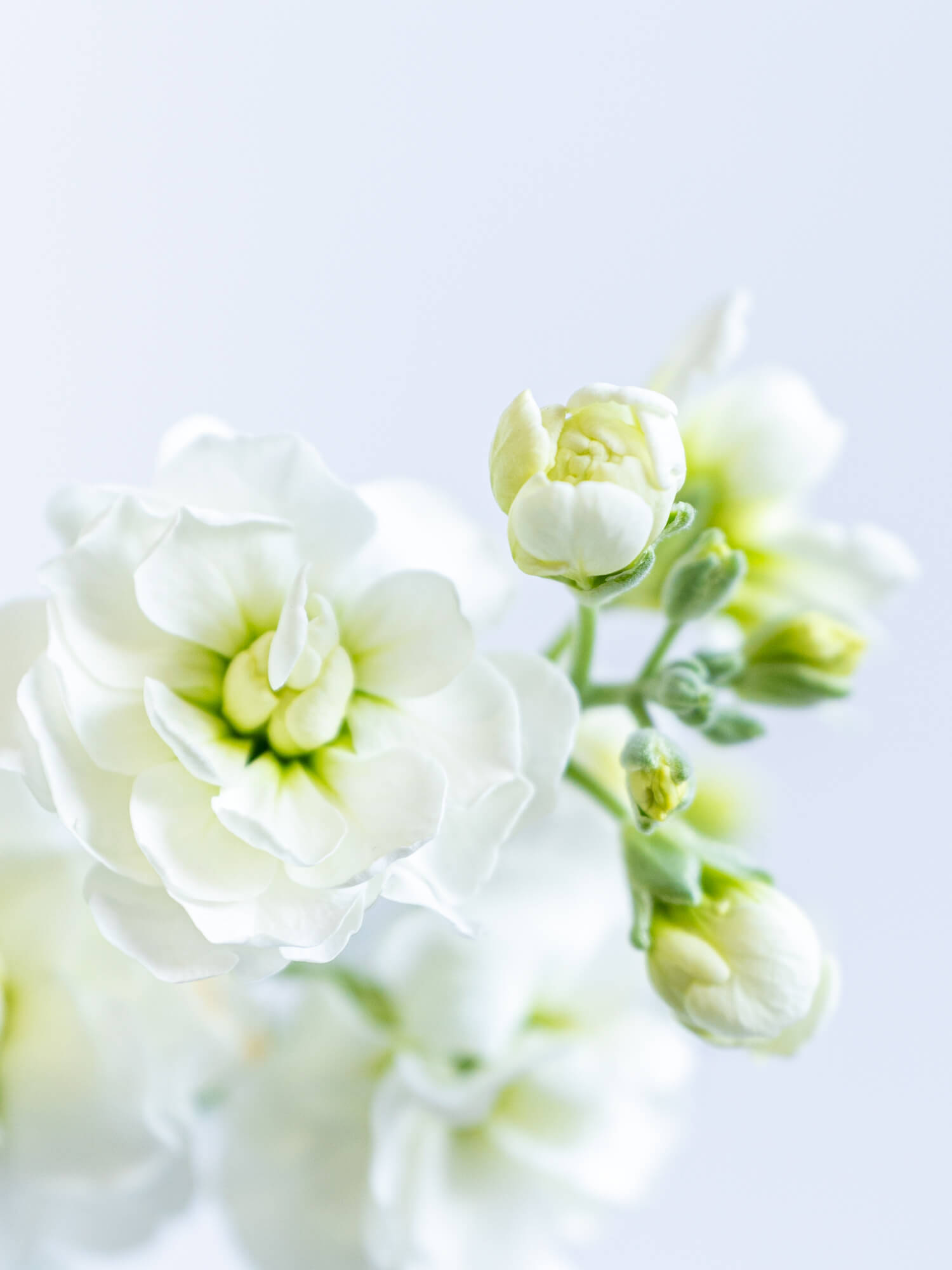 ストックSP（白）ストック白｜花の仕入れを簡単に。花材の卸通販｜ハナイチ