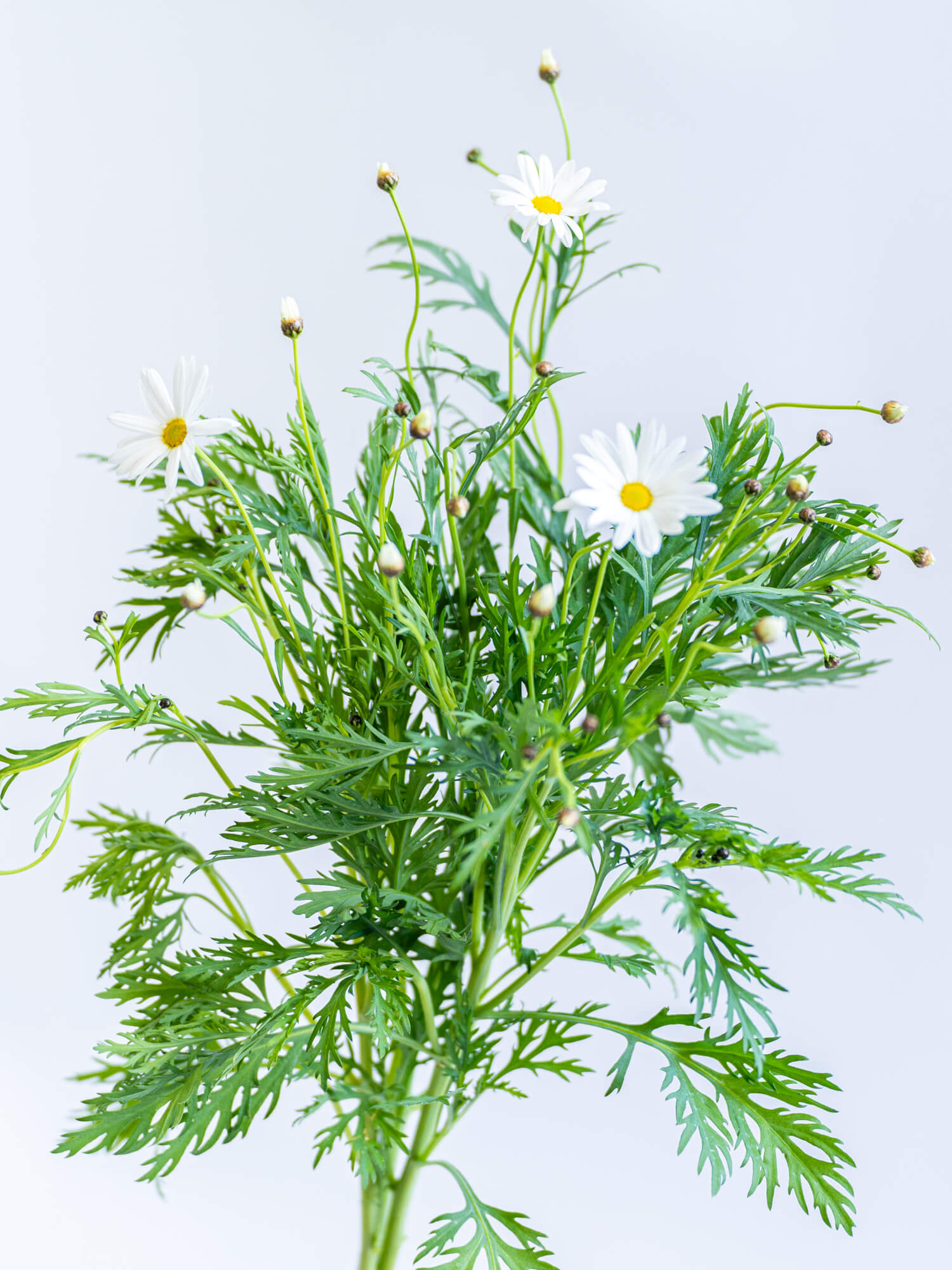 マーガレット（白）在来マーガレット｜ハナイチ｜花と植物、資材の