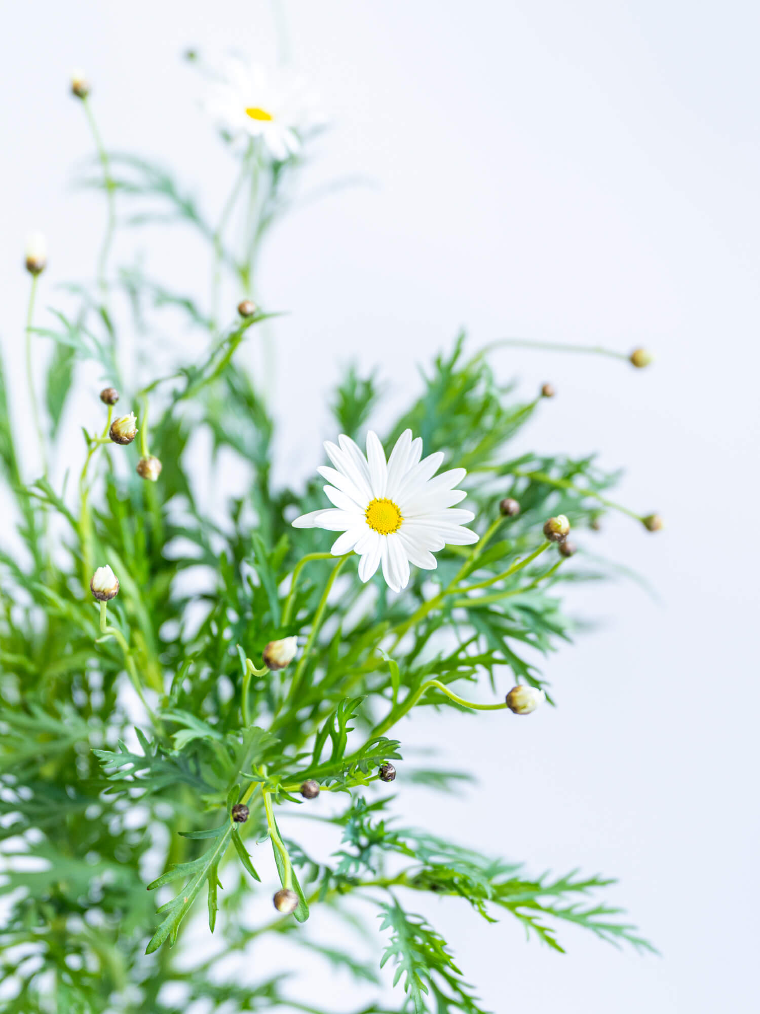 マーガレット（白）在来マーガレット｜ハナイチ｜花と植物、資材の