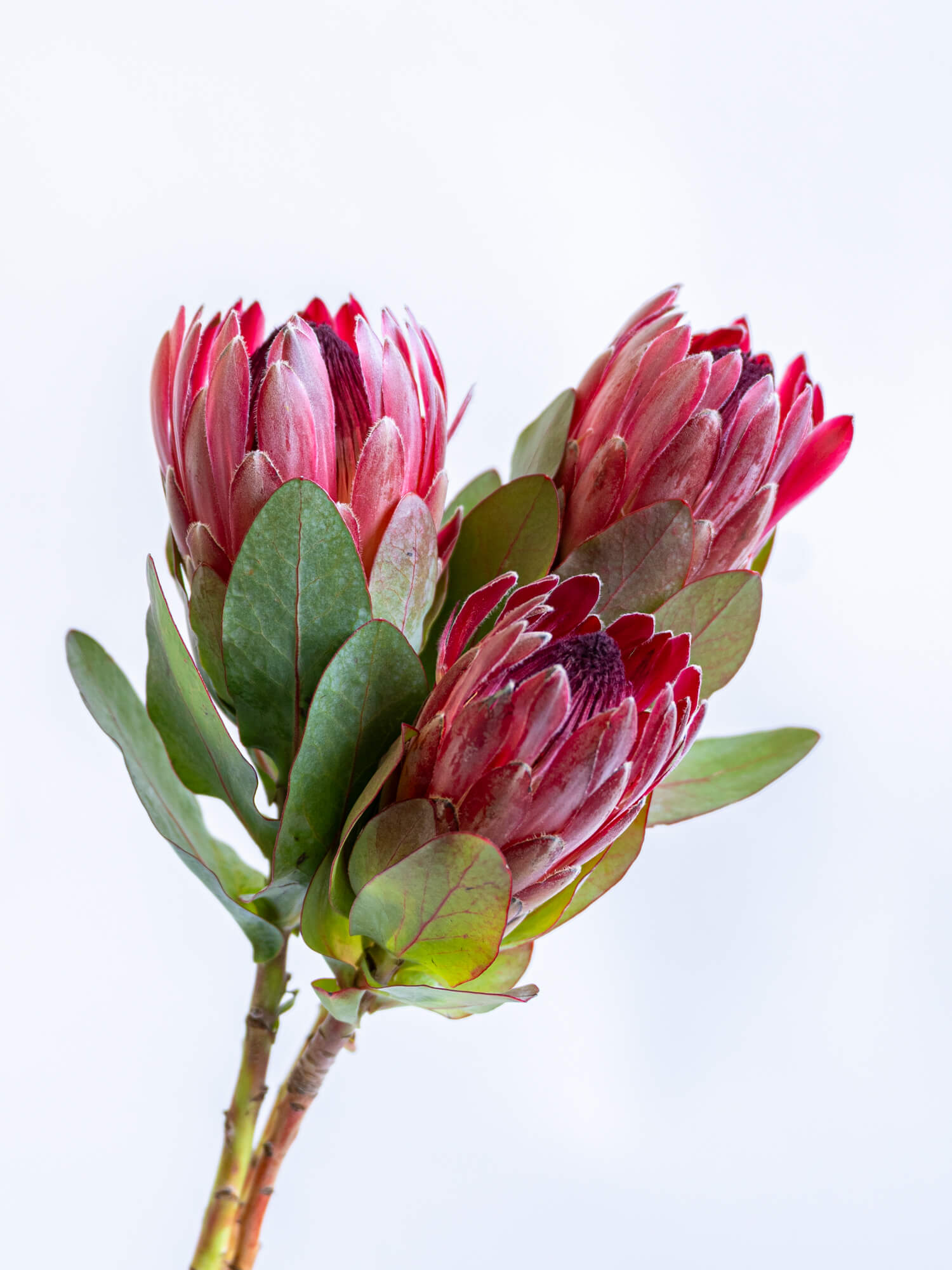 プロテア（赤）シャロン｜ハナイチ｜花と植物、資材の仕入れサイト