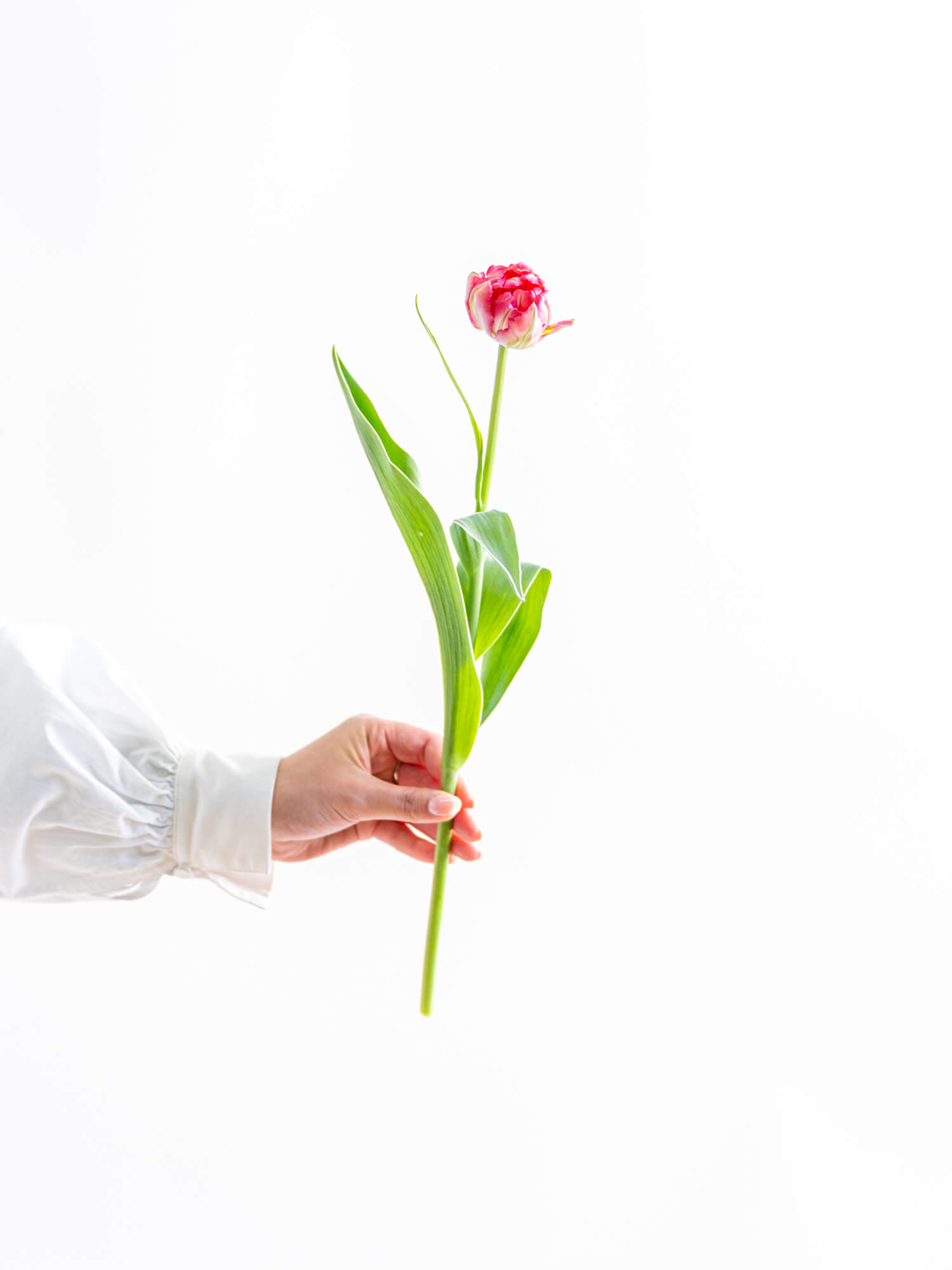 チューリップ（濃ピンク）フラッシュポイント｜花の仕入れを簡単に。花