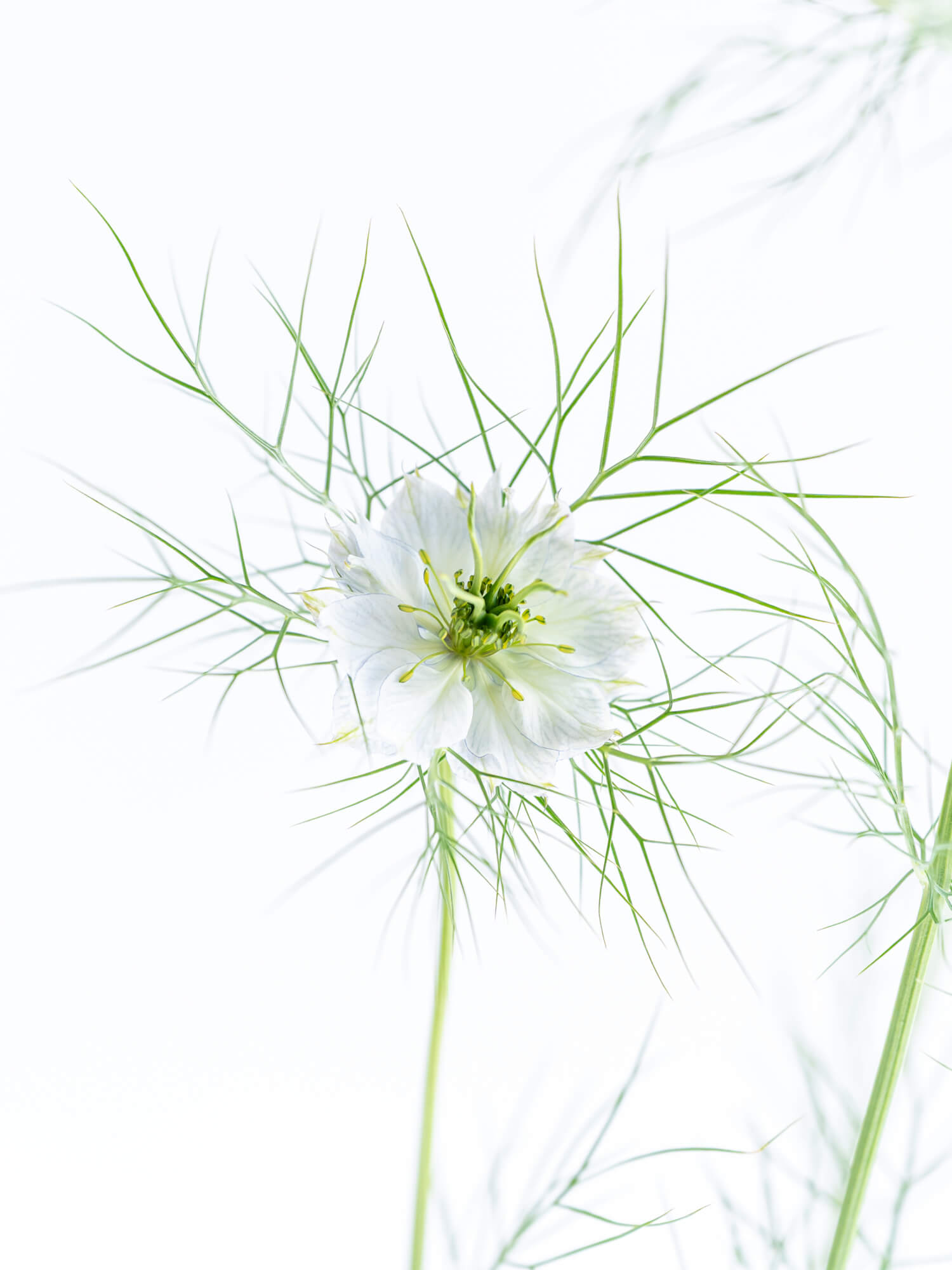 ニゲラ（白）｜花の仕入れを簡単に。花材の卸通販｜ハナイチ