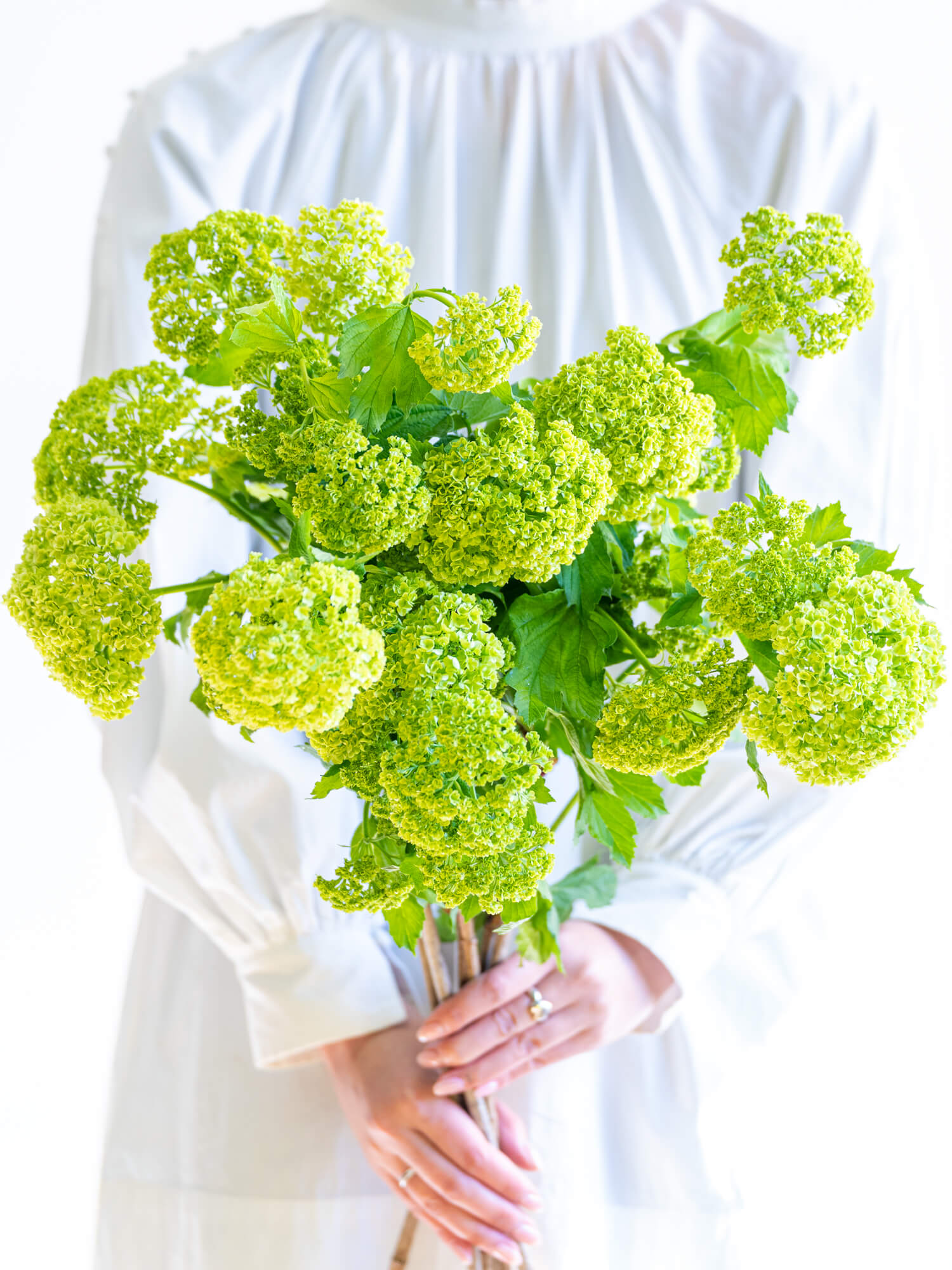 ビバーナム（緑）スノーボール｜花の仕入れを簡単に。花材の卸通販