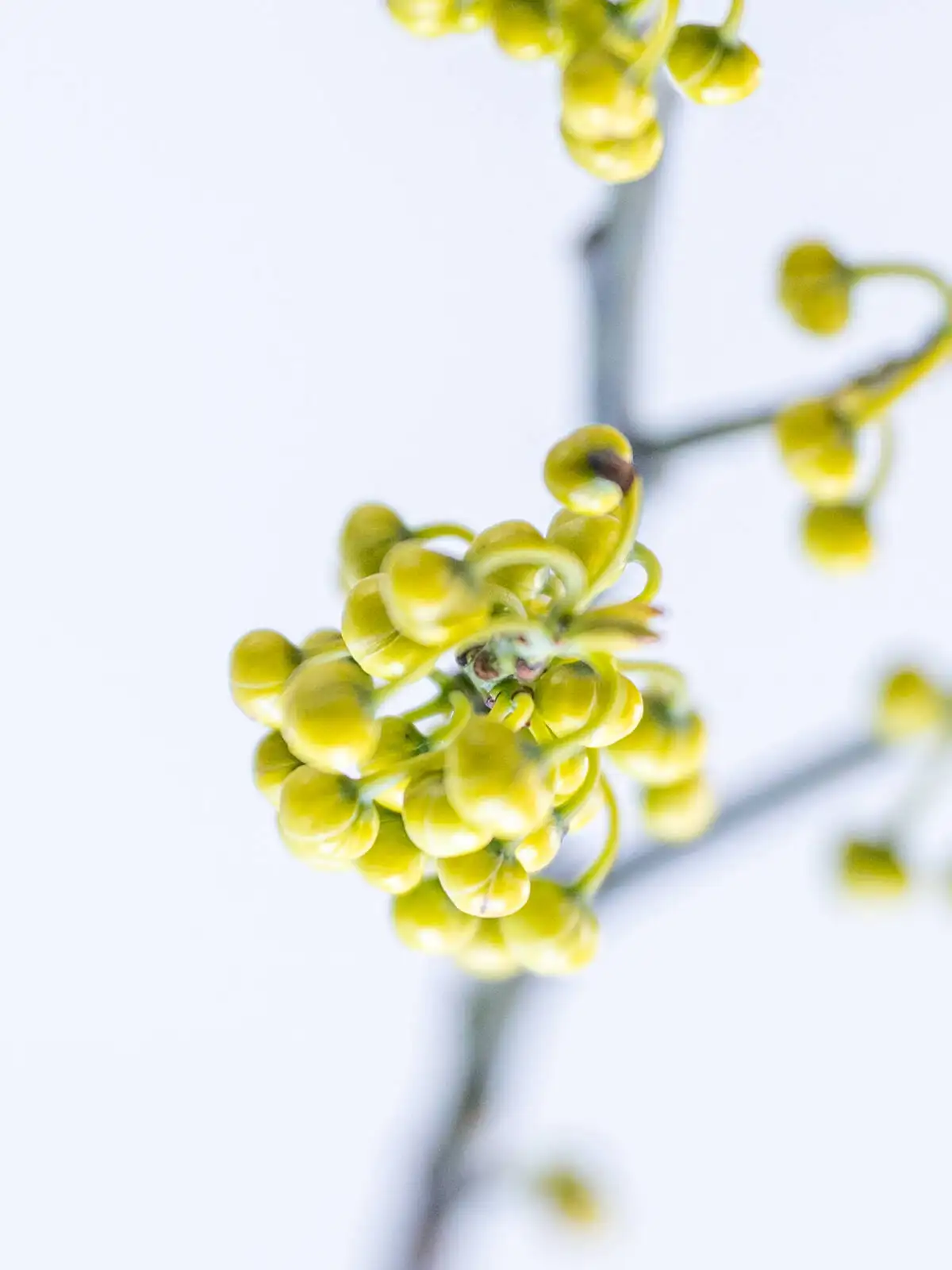 アオモジ　/ 527 アオモジ（その他）｜ハナイチ｜花と植物、資材の仕入れサイト