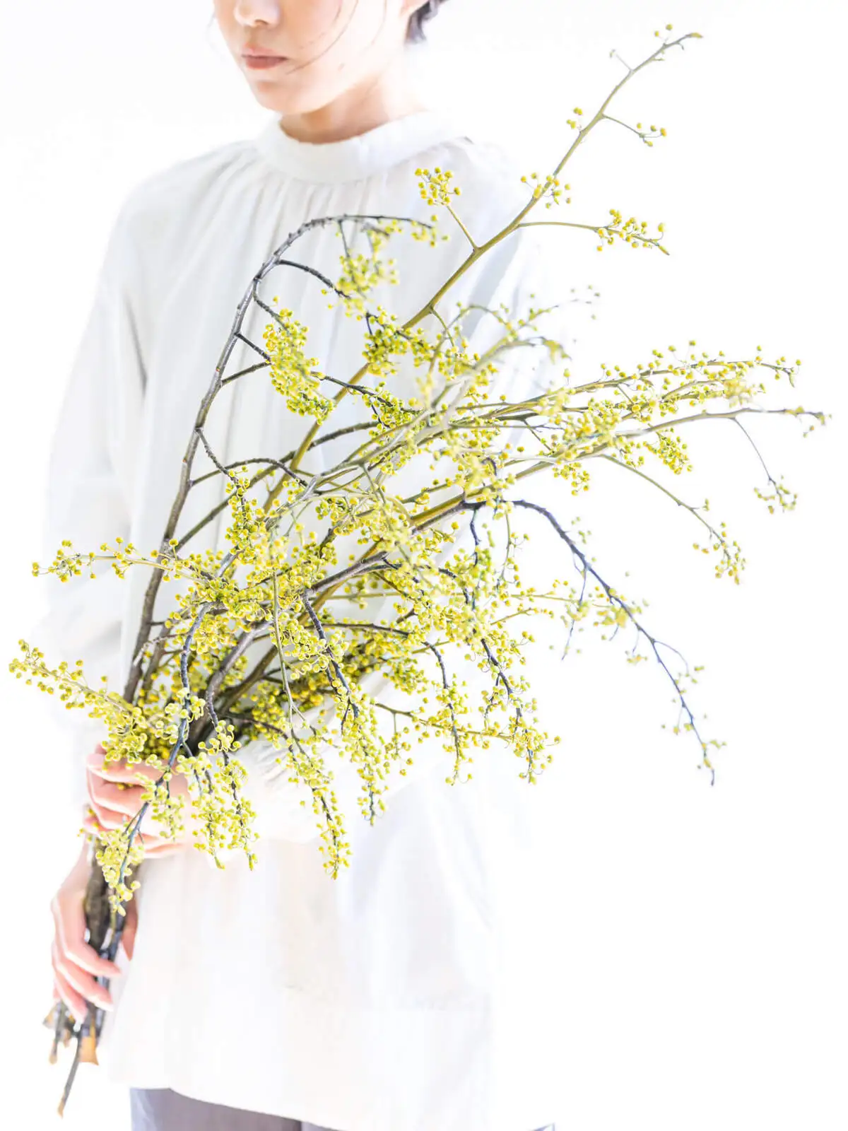 アオモジ（その他）｜ハナイチ｜花と植物、資材の仕入れサイト