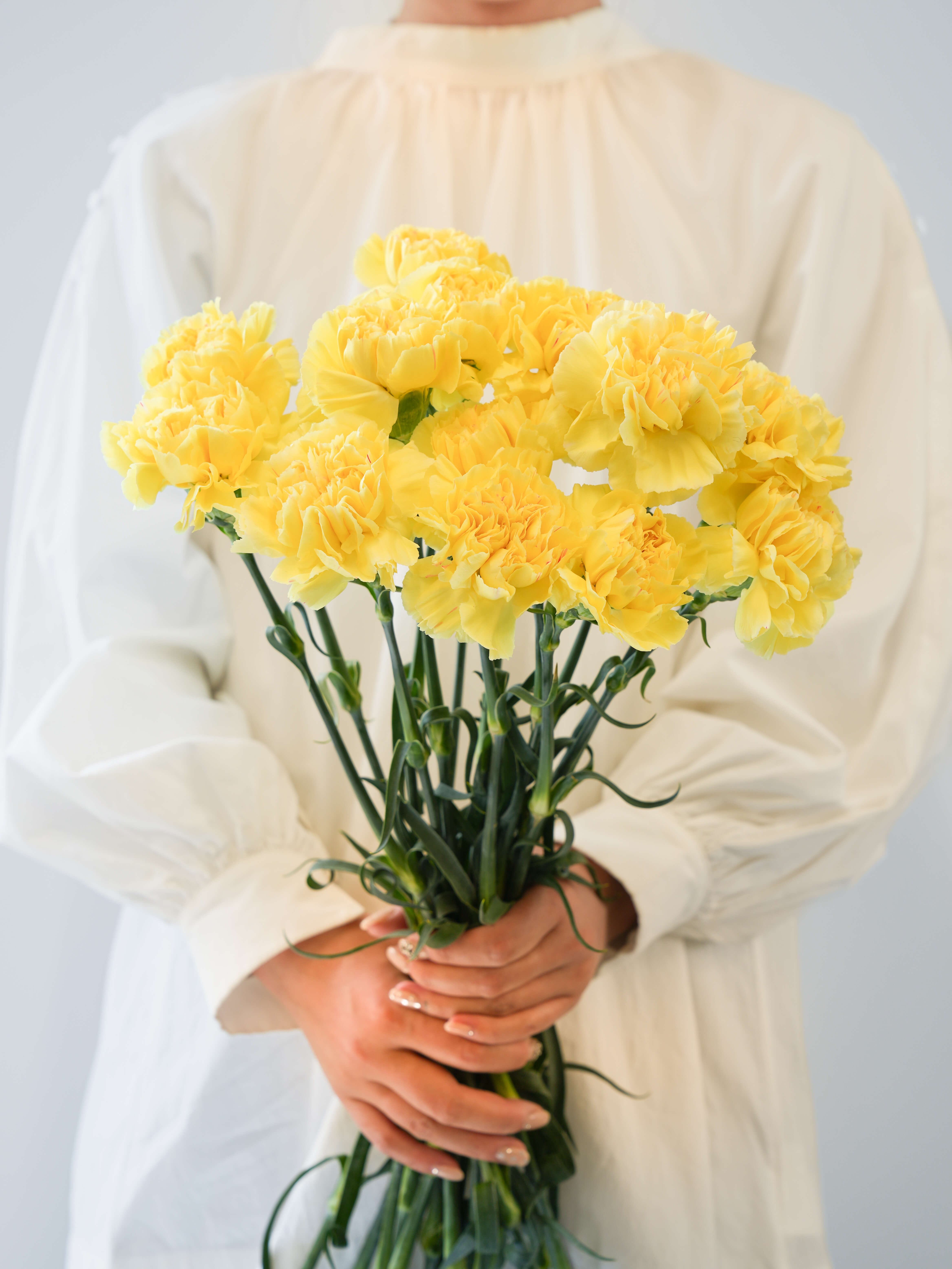 カーネーション （赤） ドンペドロ｜花の仕入れを簡単に。花材の卸通販