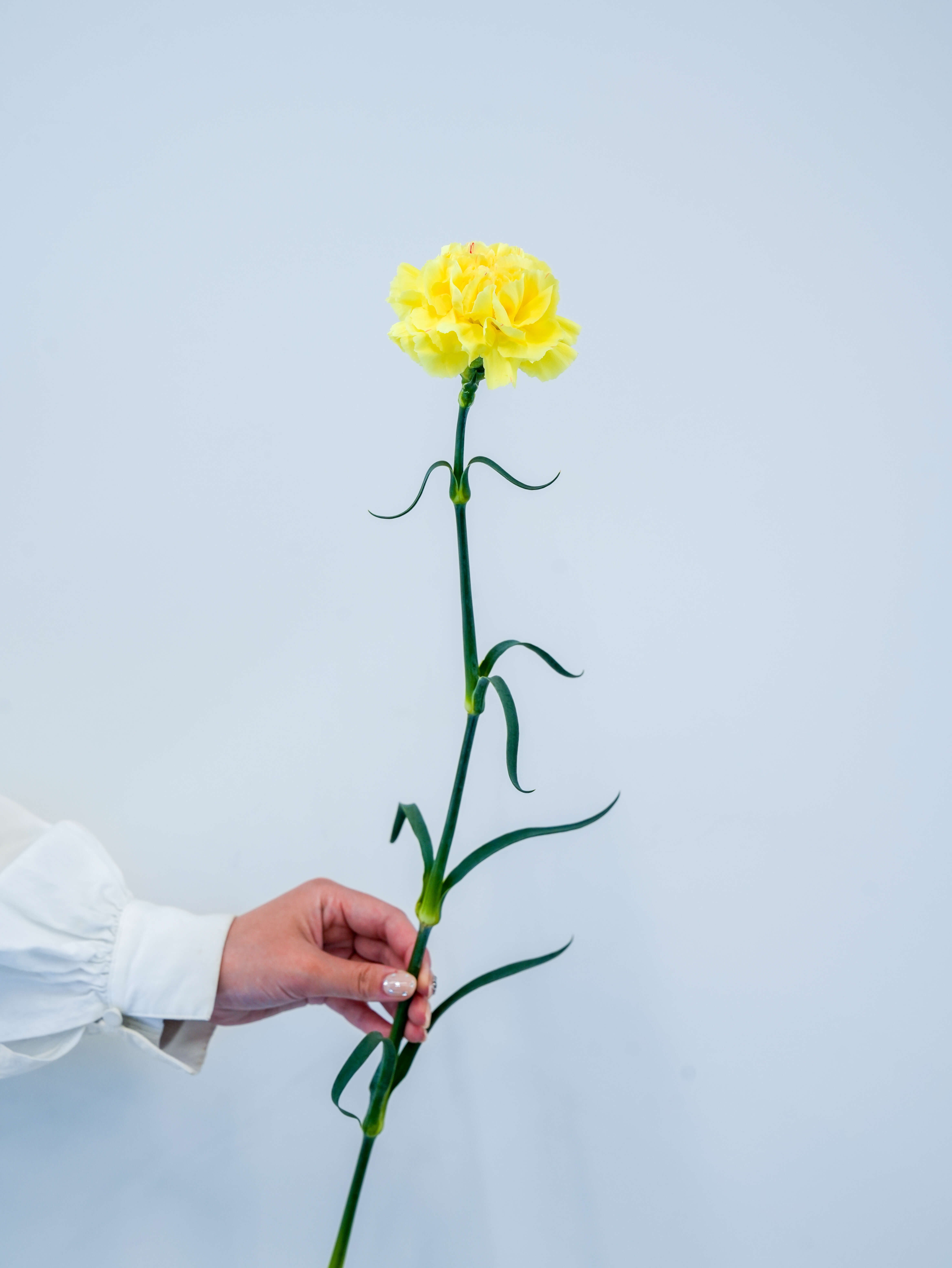 カーネーション（赤）ドンペドロ｜花の仕入れを簡単に。花材の卸通販