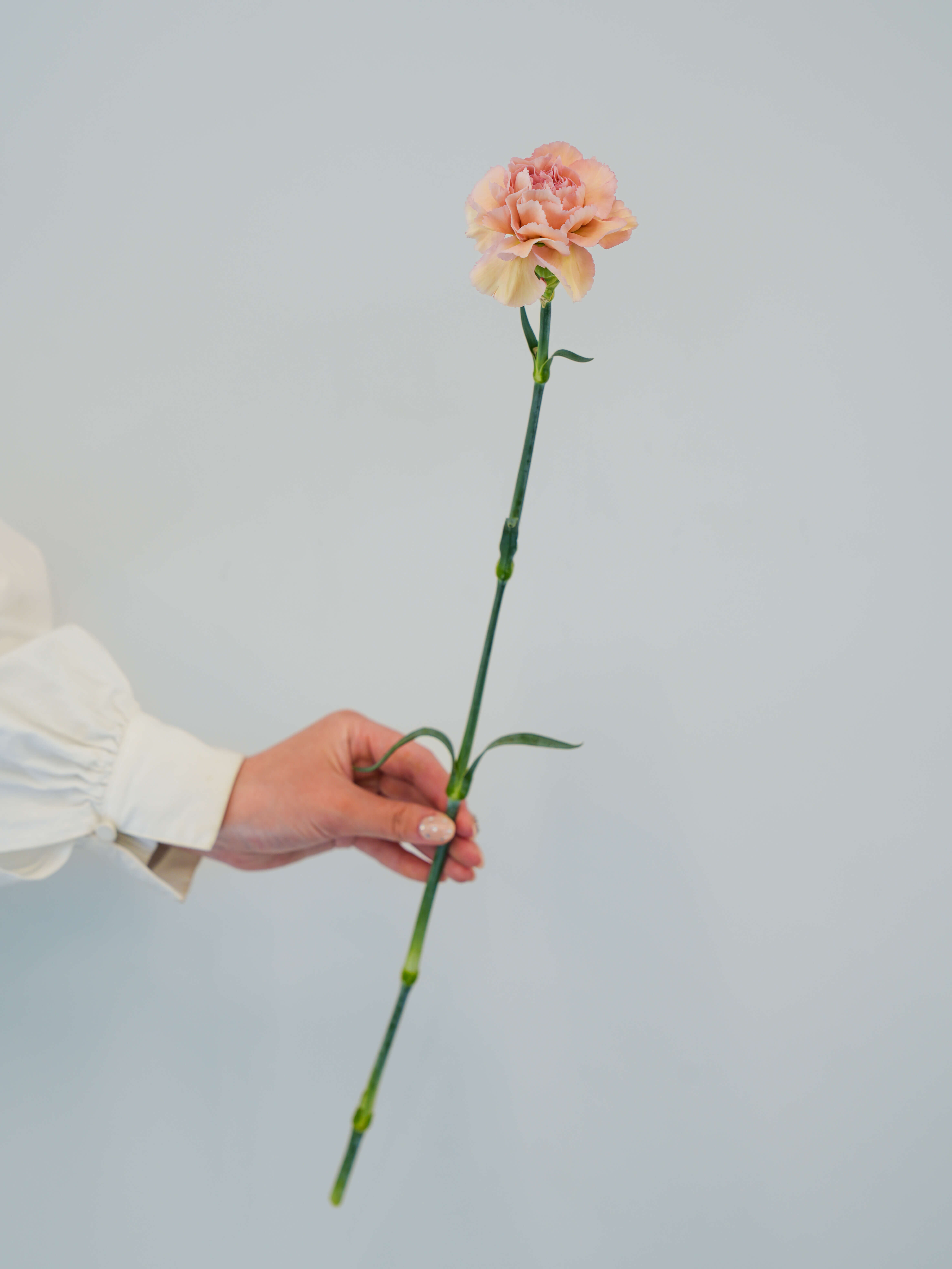 カーネーション（茶）クレオラ｜花の仕入れを簡単に。花材の卸通販