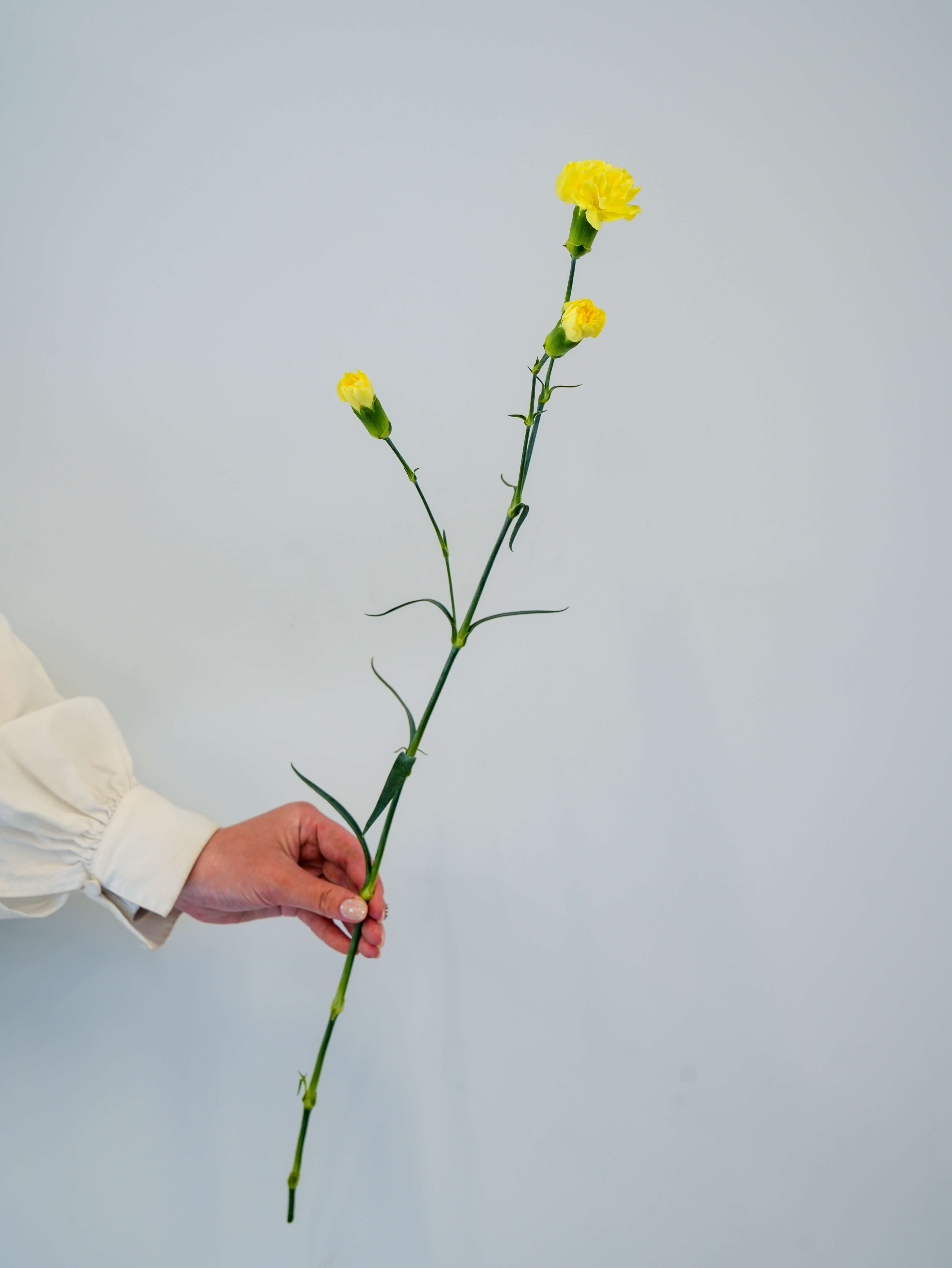 ソリダスター（黄）ソリダコ｜花の仕入れを簡単に。花材の卸通販｜ハナイチ