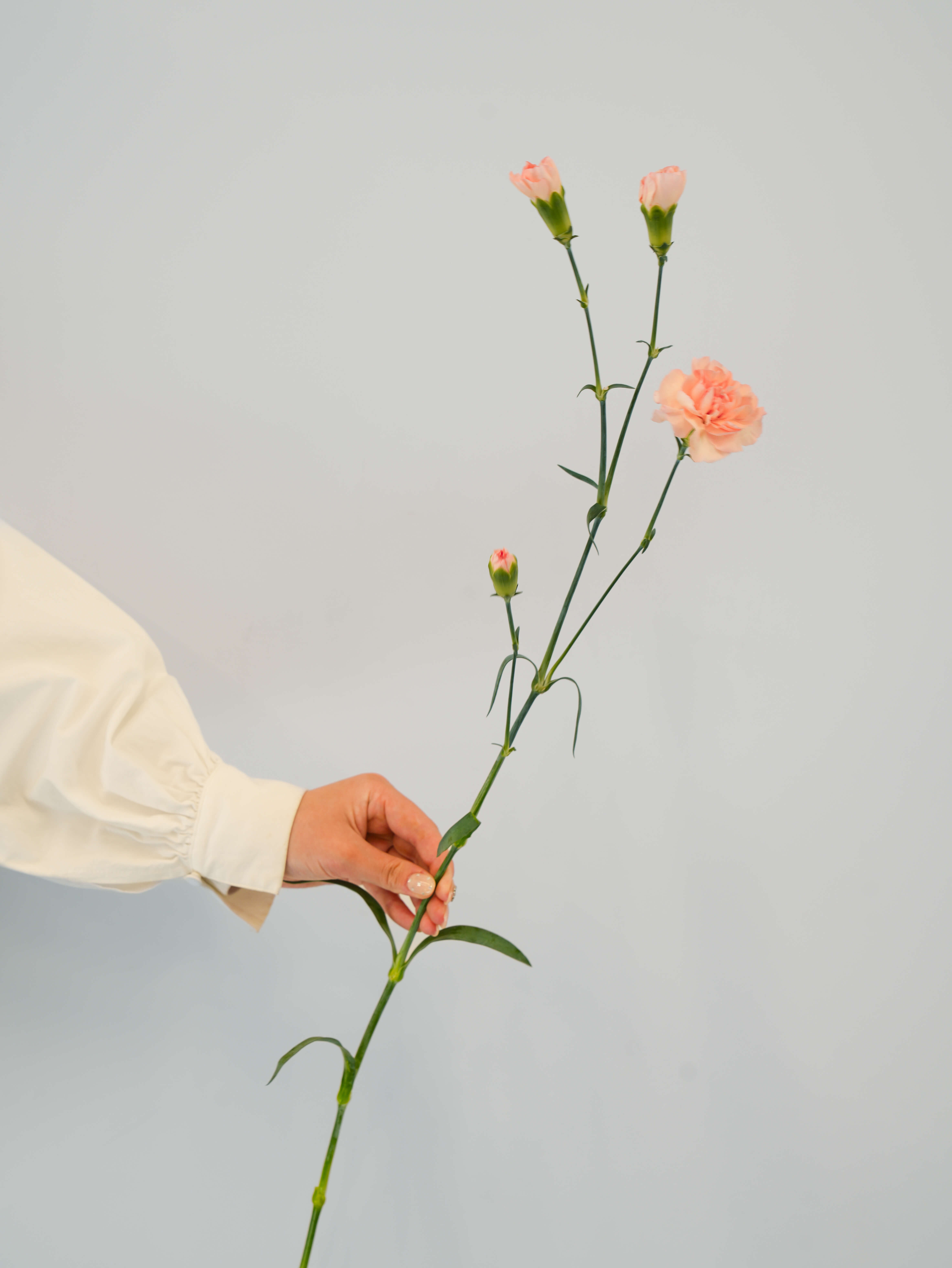 SPカーネーション（淡オレンジ）サラダ｜花の仕入れを簡単に。花材の卸