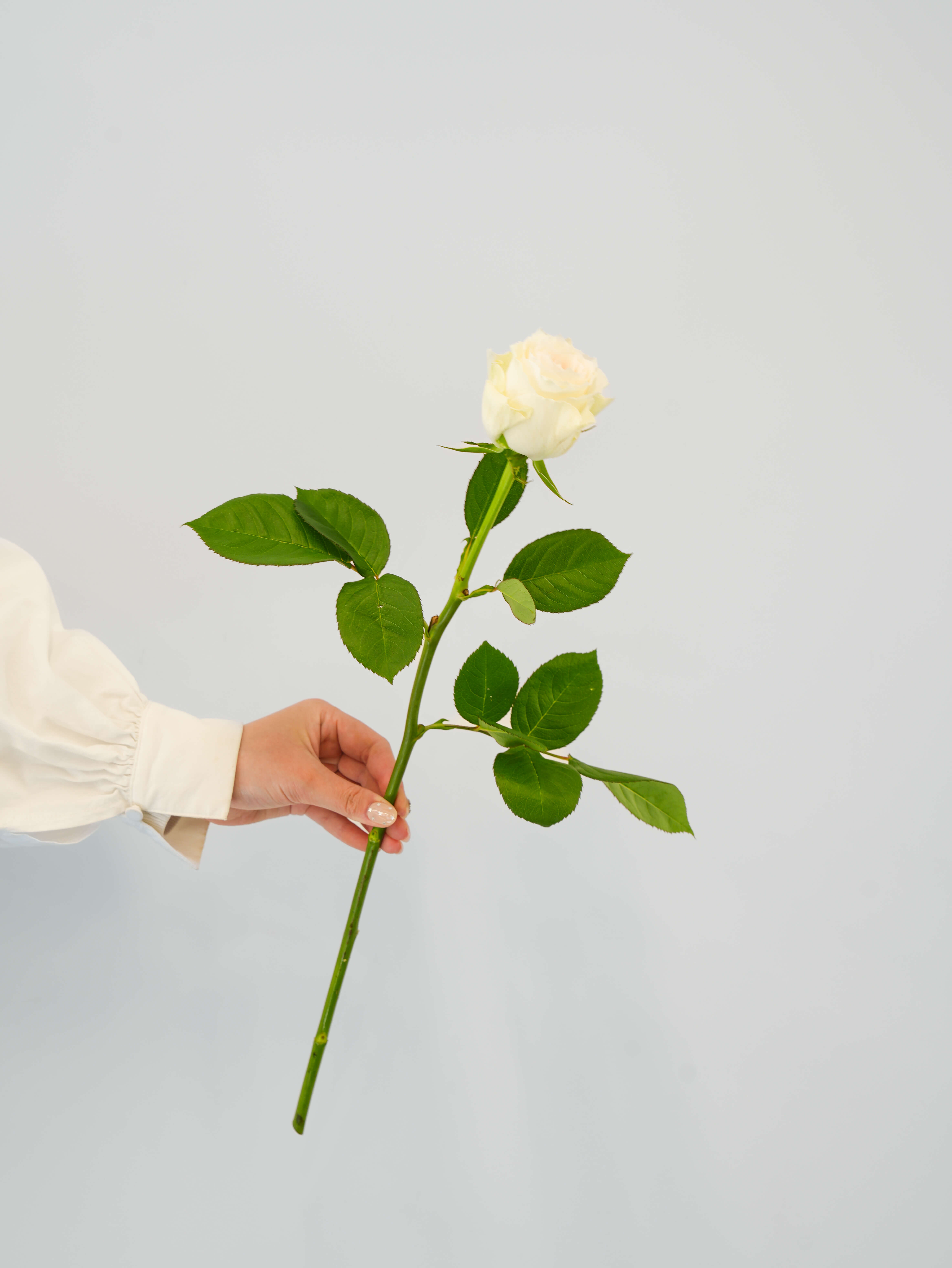 バラ（白）グランオマージュ｜花の仕入れを簡単に。花材の卸通販｜ハナイチ