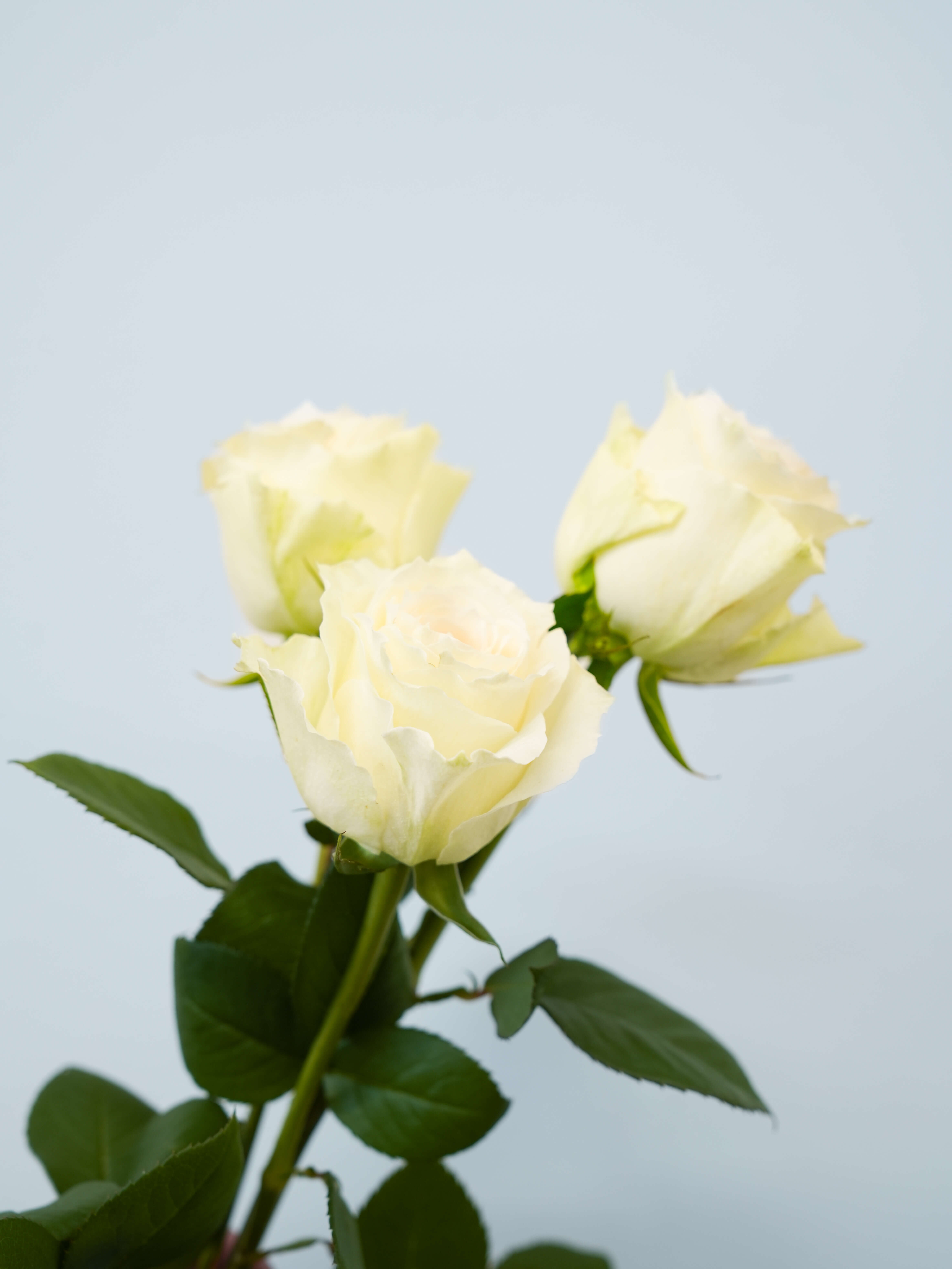 バラ（白）グランオマージュ｜花の仕入れを簡単に。花材の卸通販｜ハナイチ