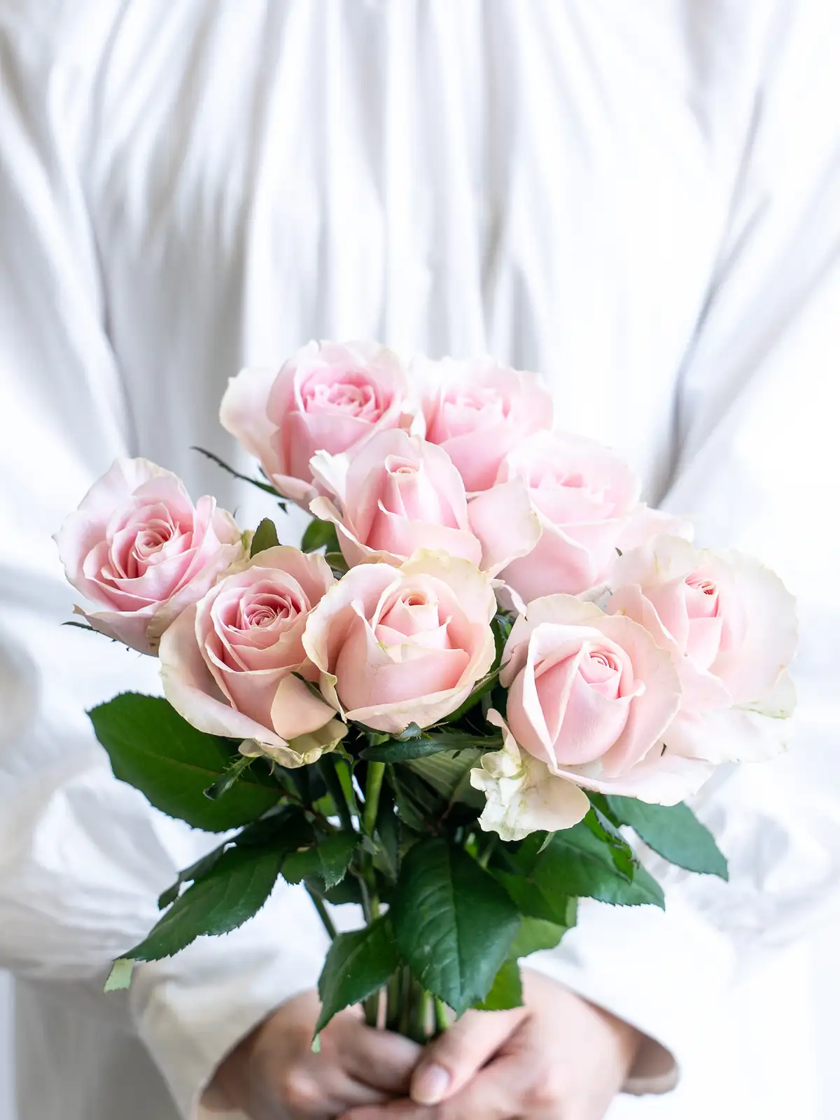 バラ（淡ピンク）スイートアバランチェ｜ハナイチ｜花と植物、資材の