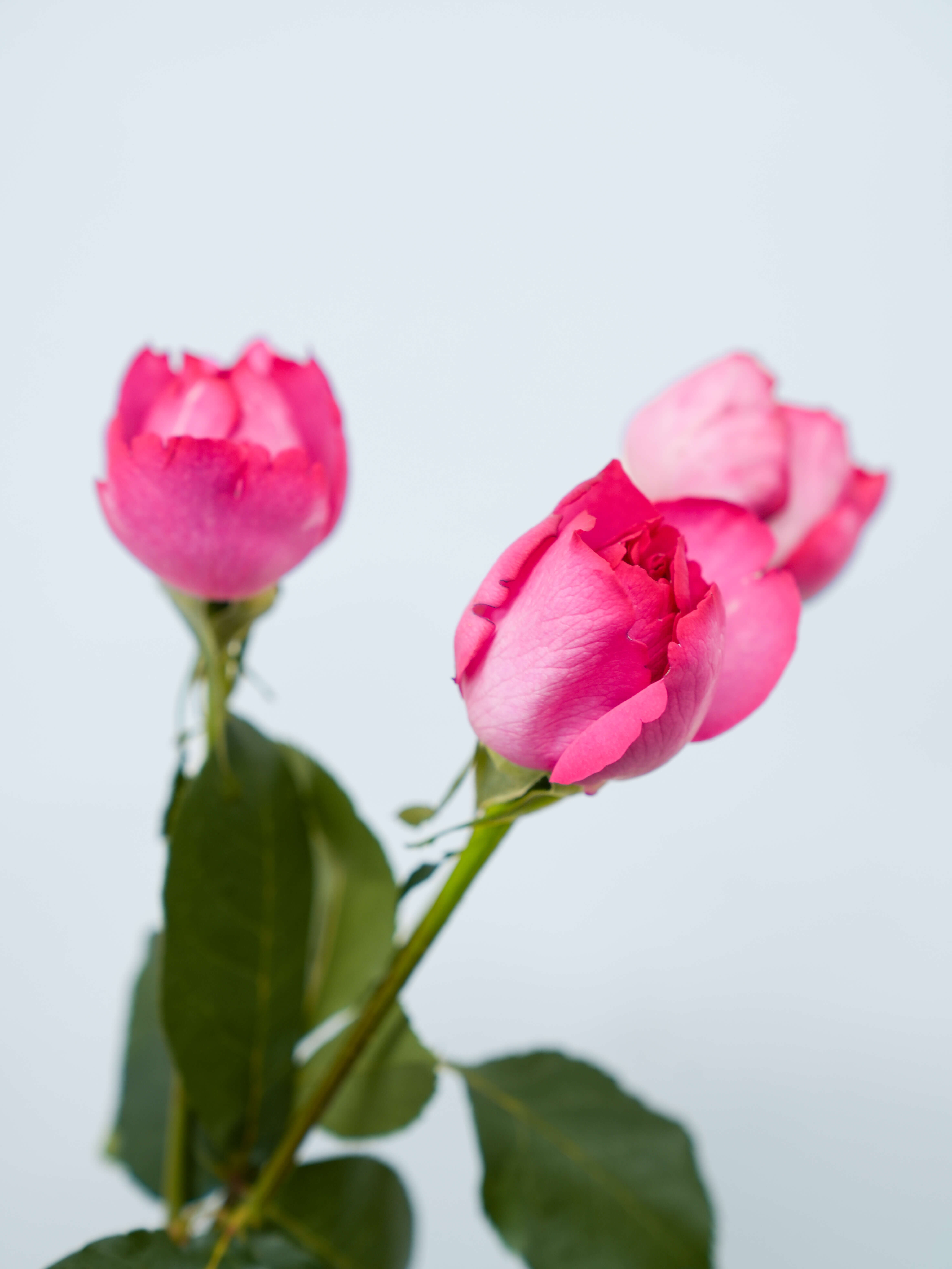 バラ（濃ピンク）イブピアッチェ｜ハナイチ｜花と植物、資材の