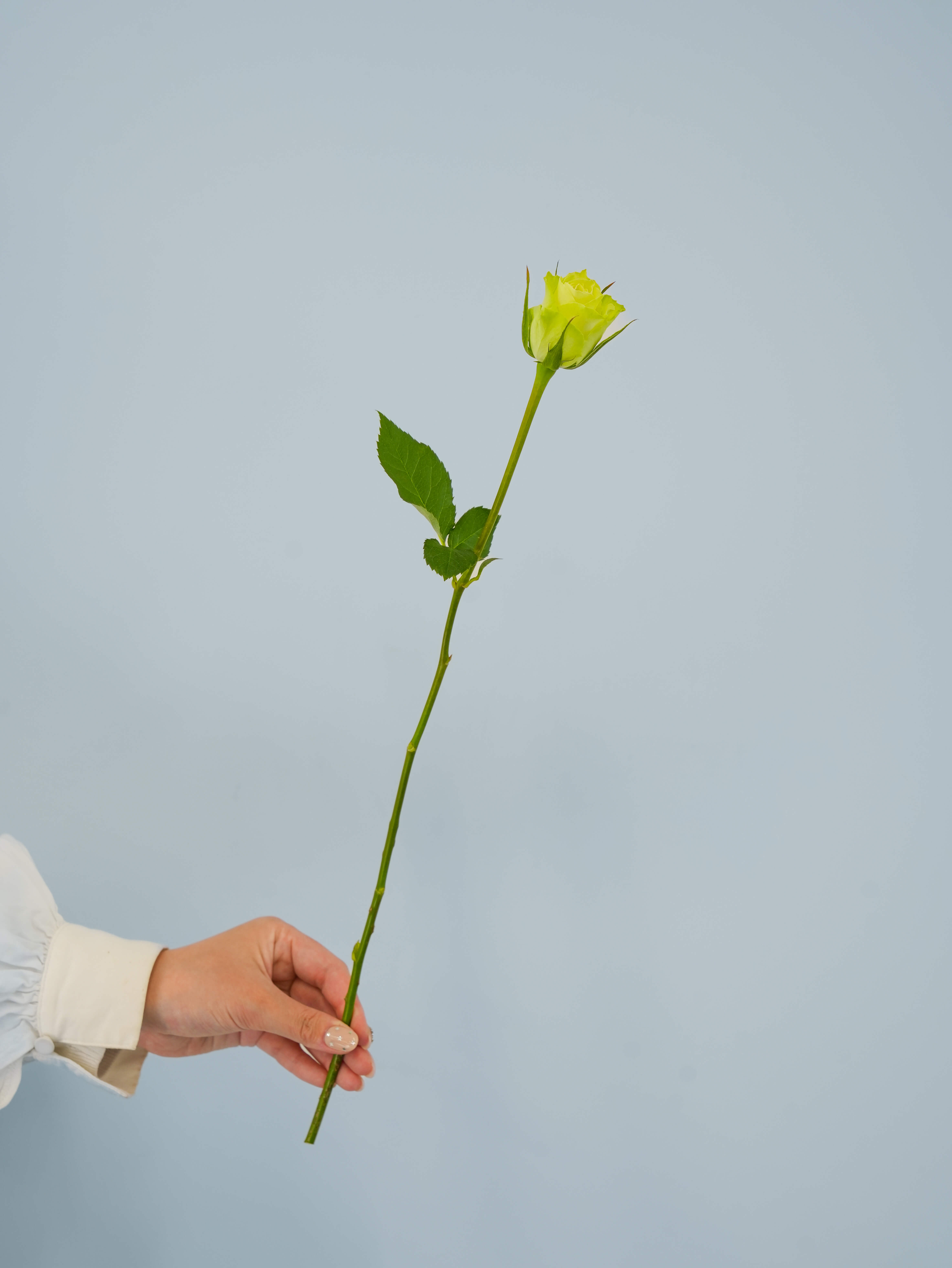 バラ（グリーン）ミントティー｜花の仕入れを簡単に。花材の卸通販