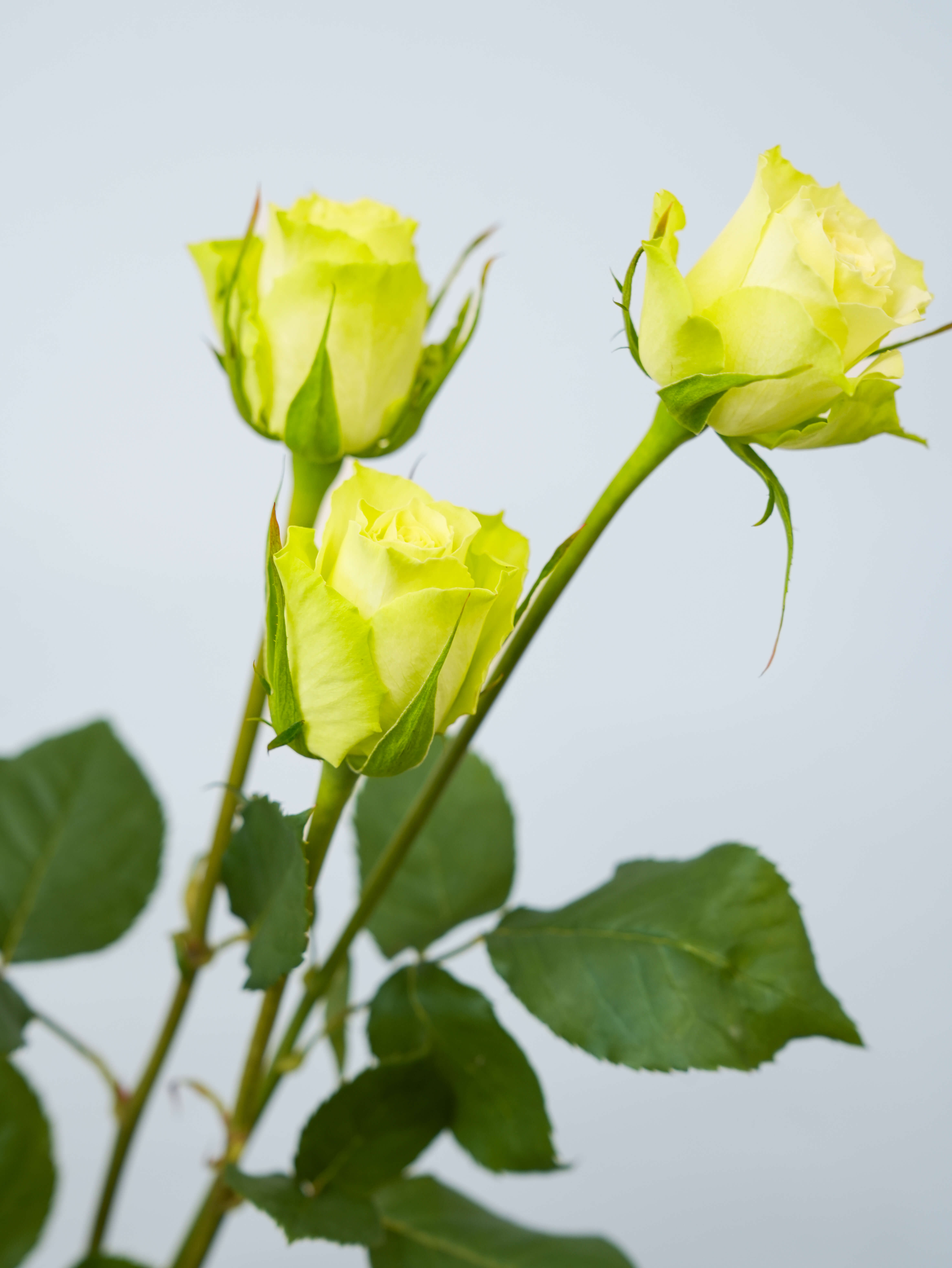 バラ（緑）ミントティー｜花の仕入れを簡単に。花材の卸通販｜ハナイチ