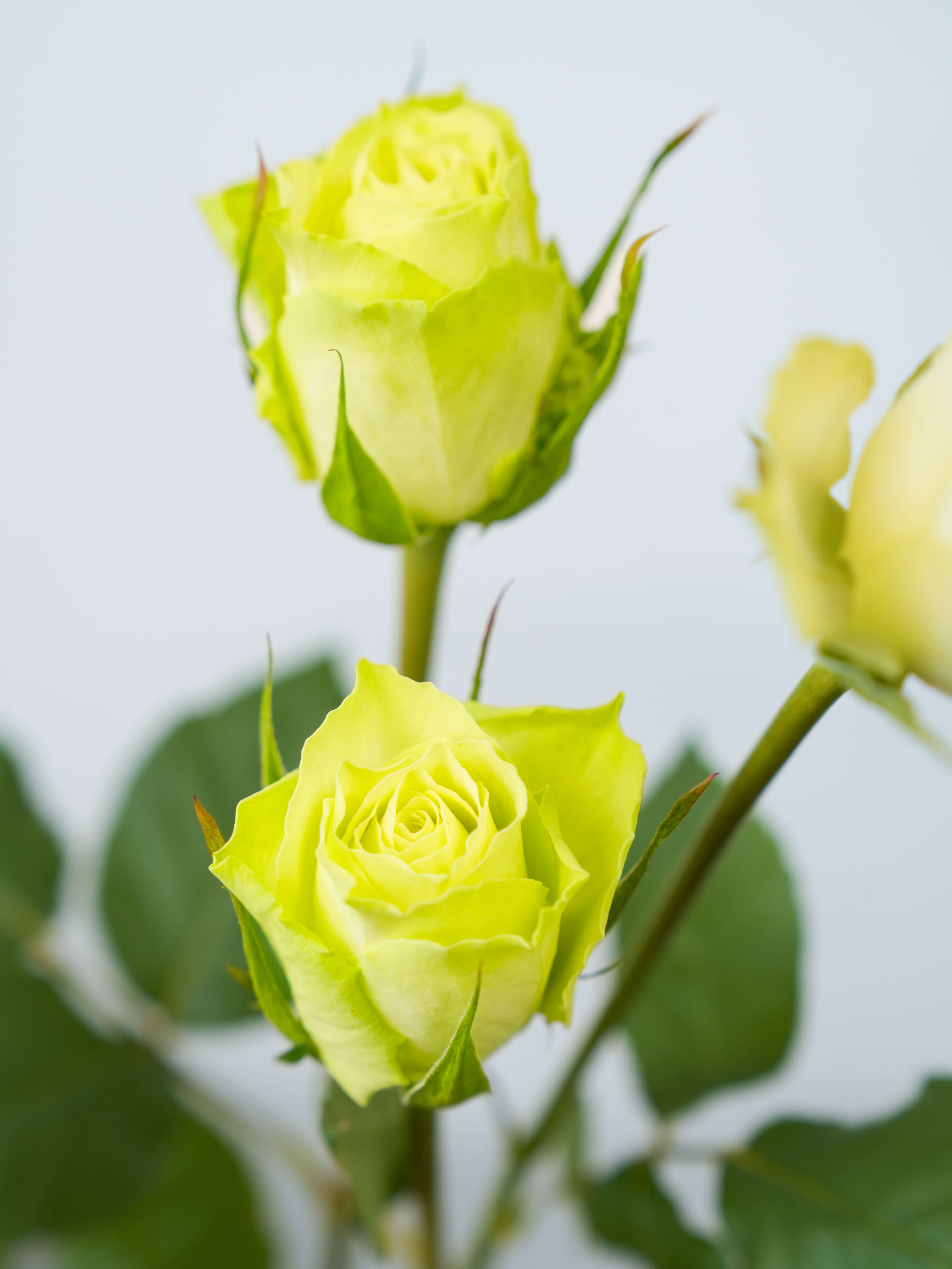 バラ（緑）ミントティー｜花の仕入れを簡単に。花材の卸通販｜ハナイチ