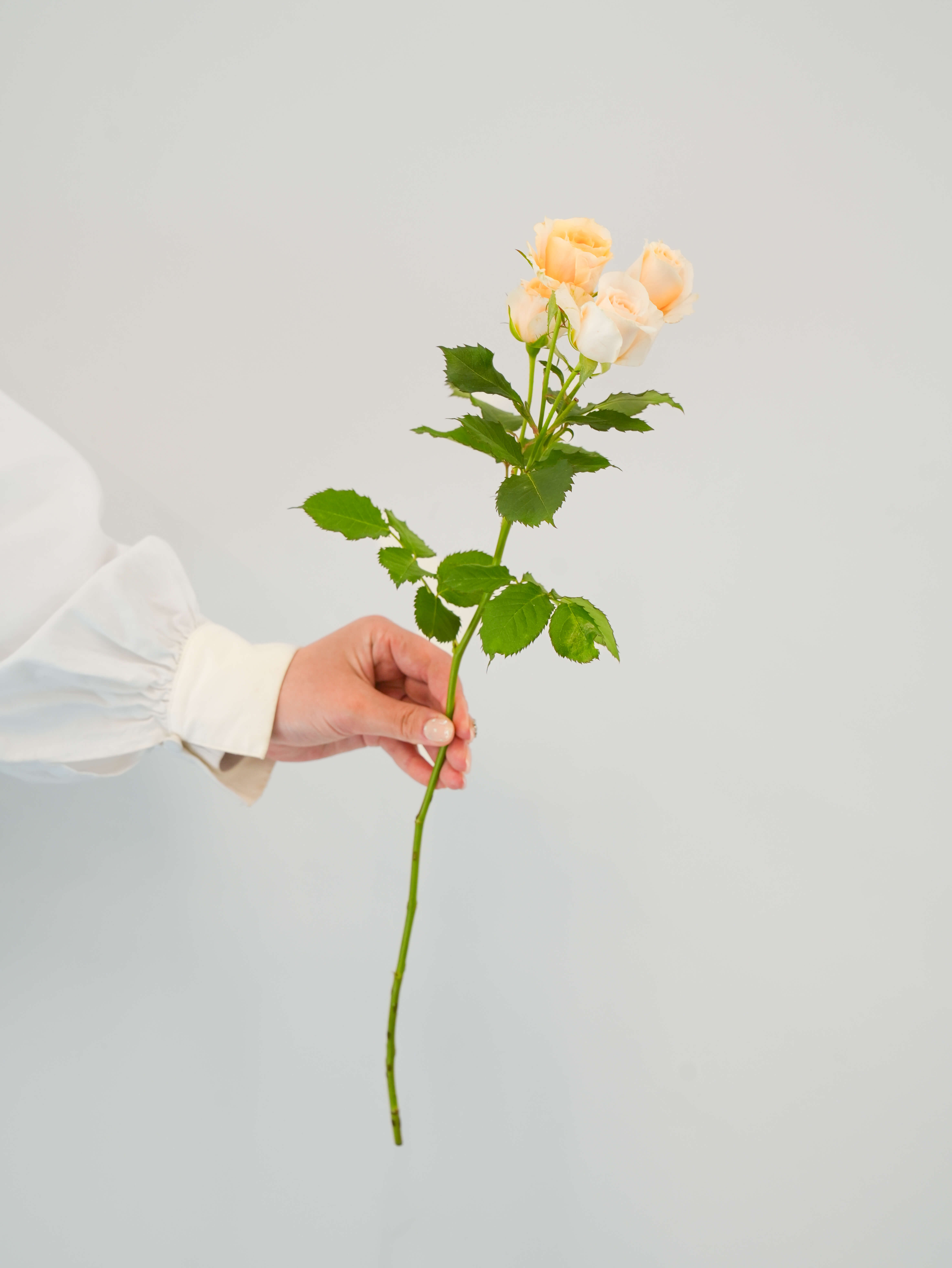 ステンレス製バラ　クリーム色×花柄　1輪 ステンレス製バラ クリーム色×花柄 1輪